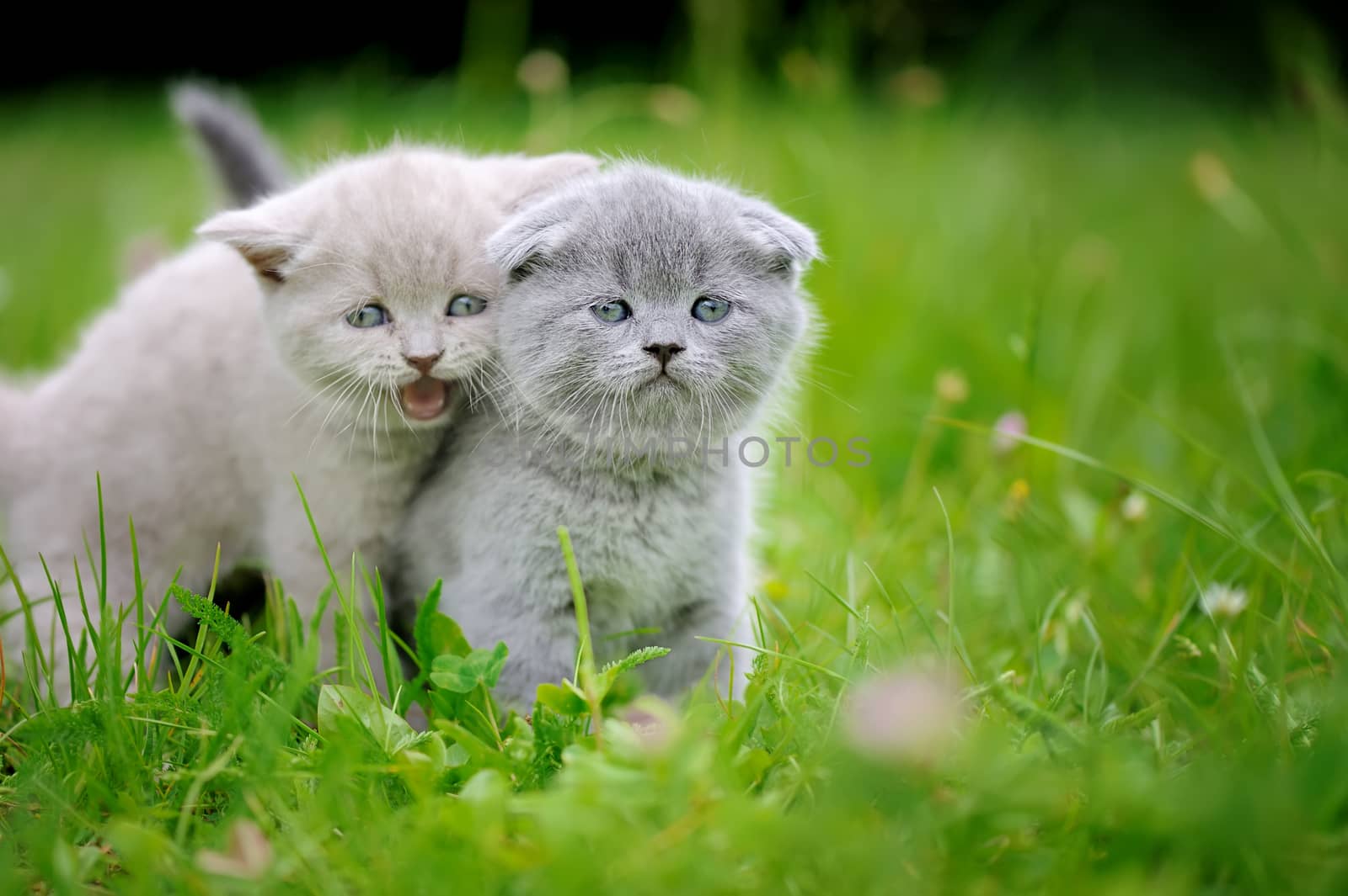 Two cute kitten in the green grass by byrdyak