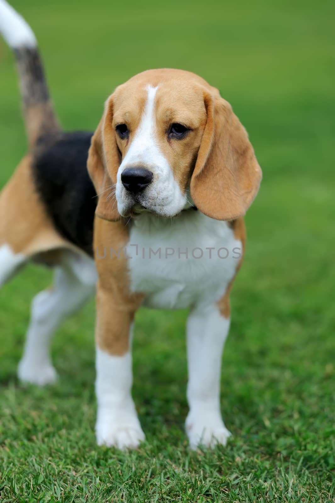 Close Beagle dog by byrdyak