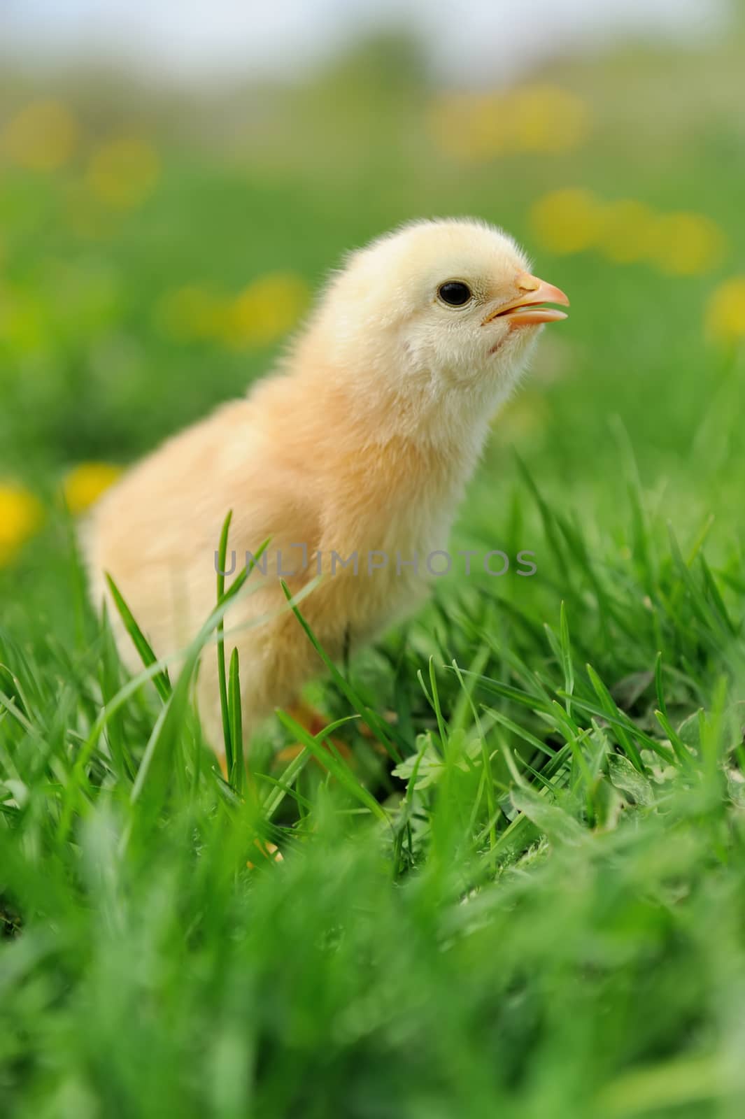 Beautiful little chicken on green grass in garden