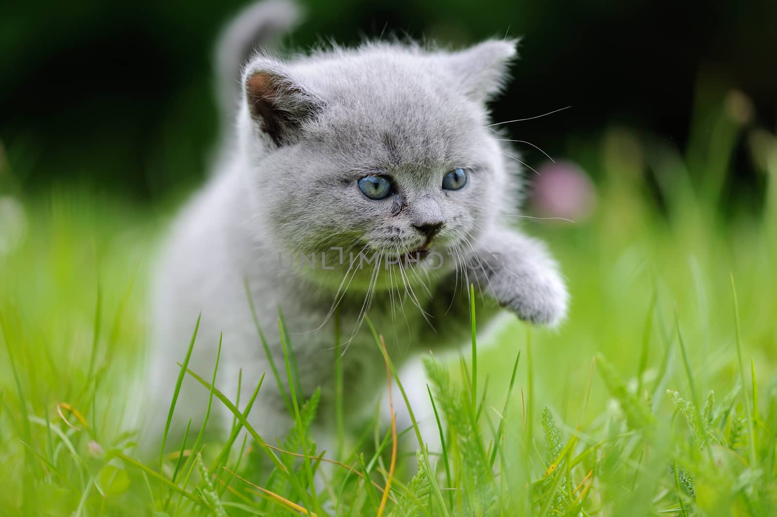 Close gray kitten in the green grass
