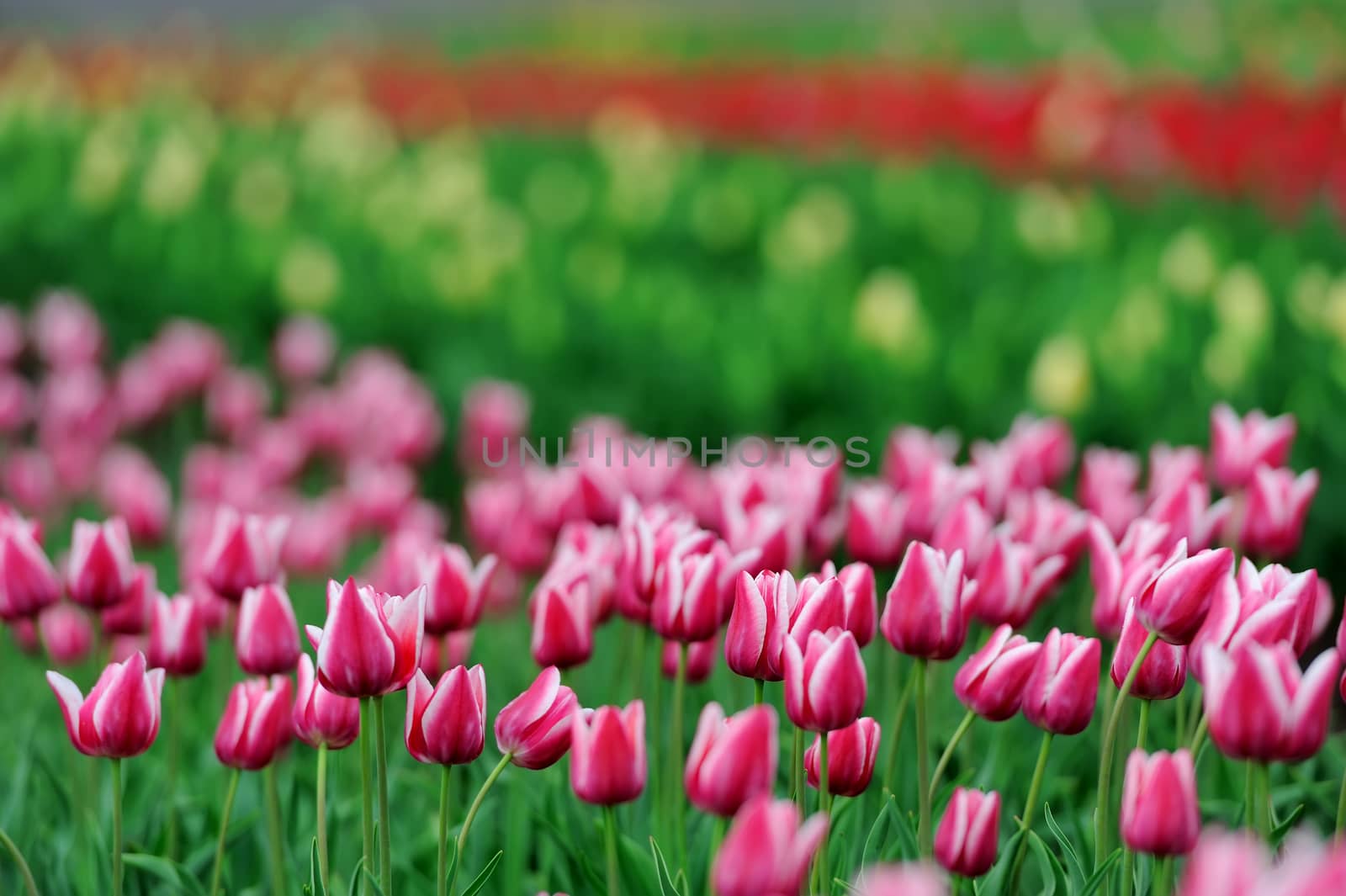 Close-up beautiful pink tulips in spring field