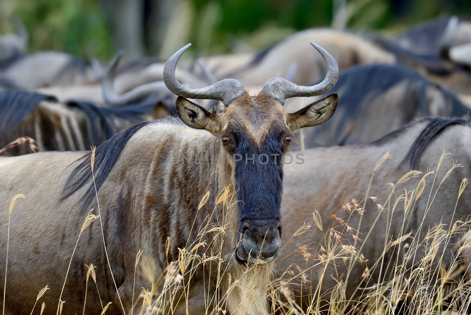 Wildebeest in savannah, National park of Kenya, Africa