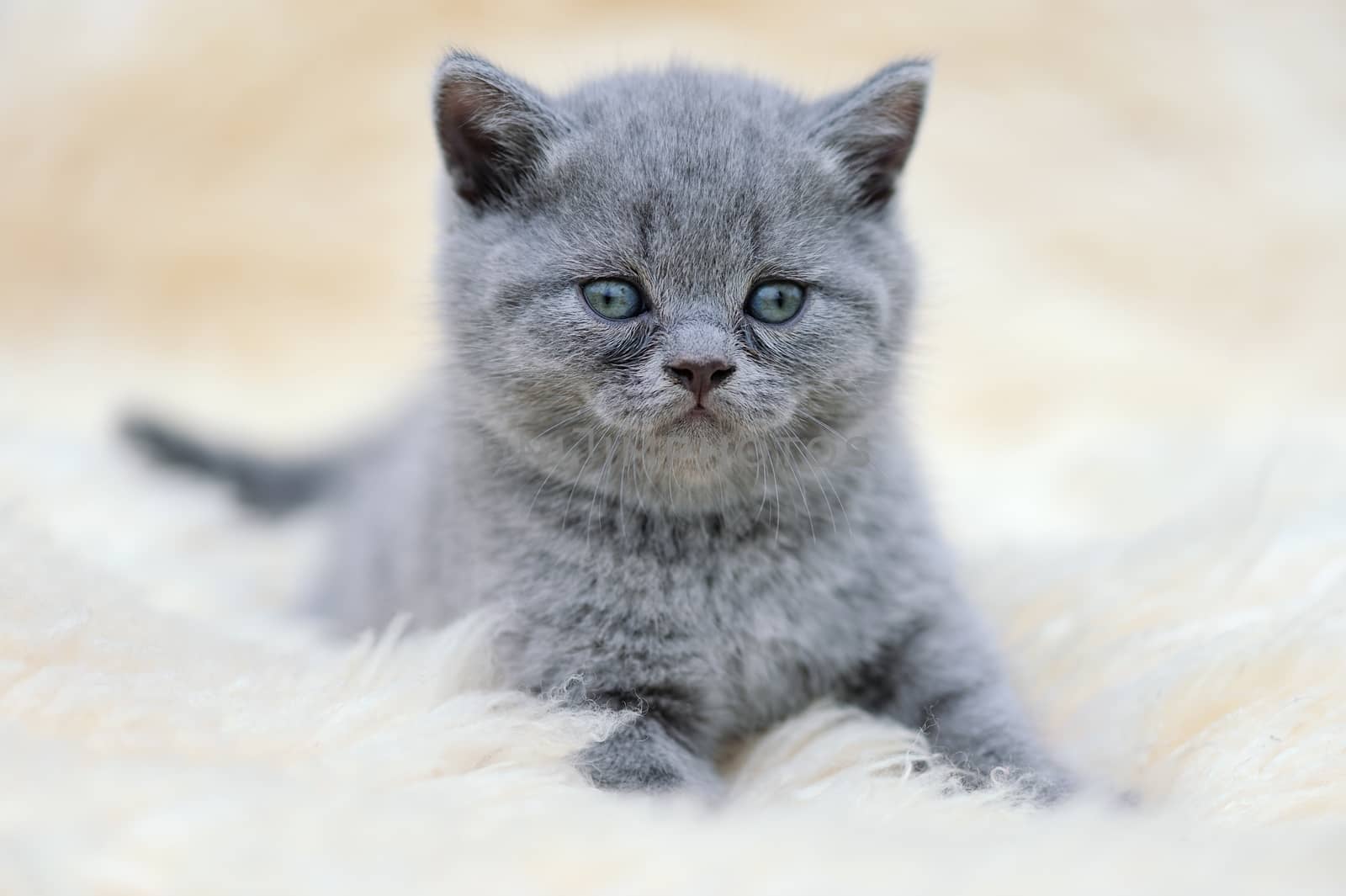 Close funny little gray kitten on white blanket