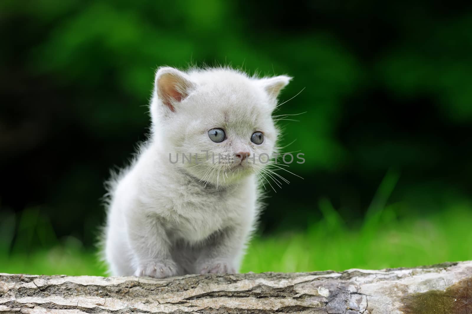 Close gray kitten on nature. Cute baby kitten on tree 