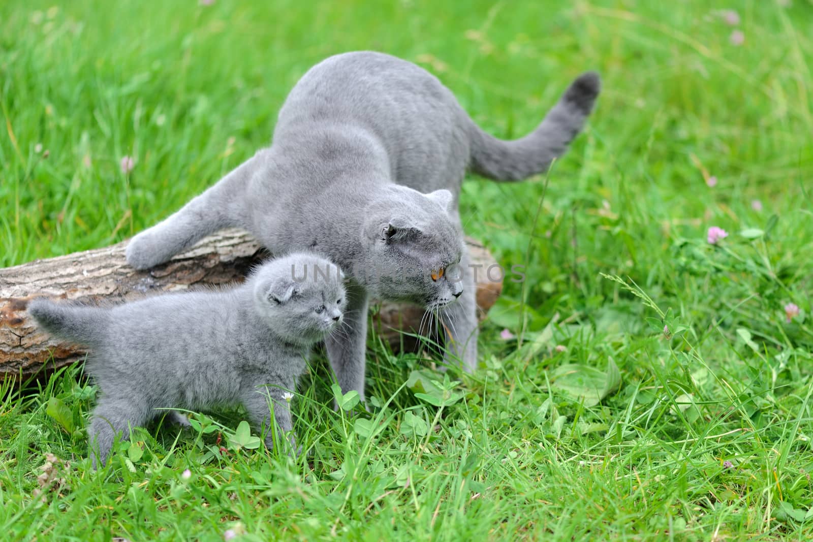 Gray cat and kitten in green grass on nature