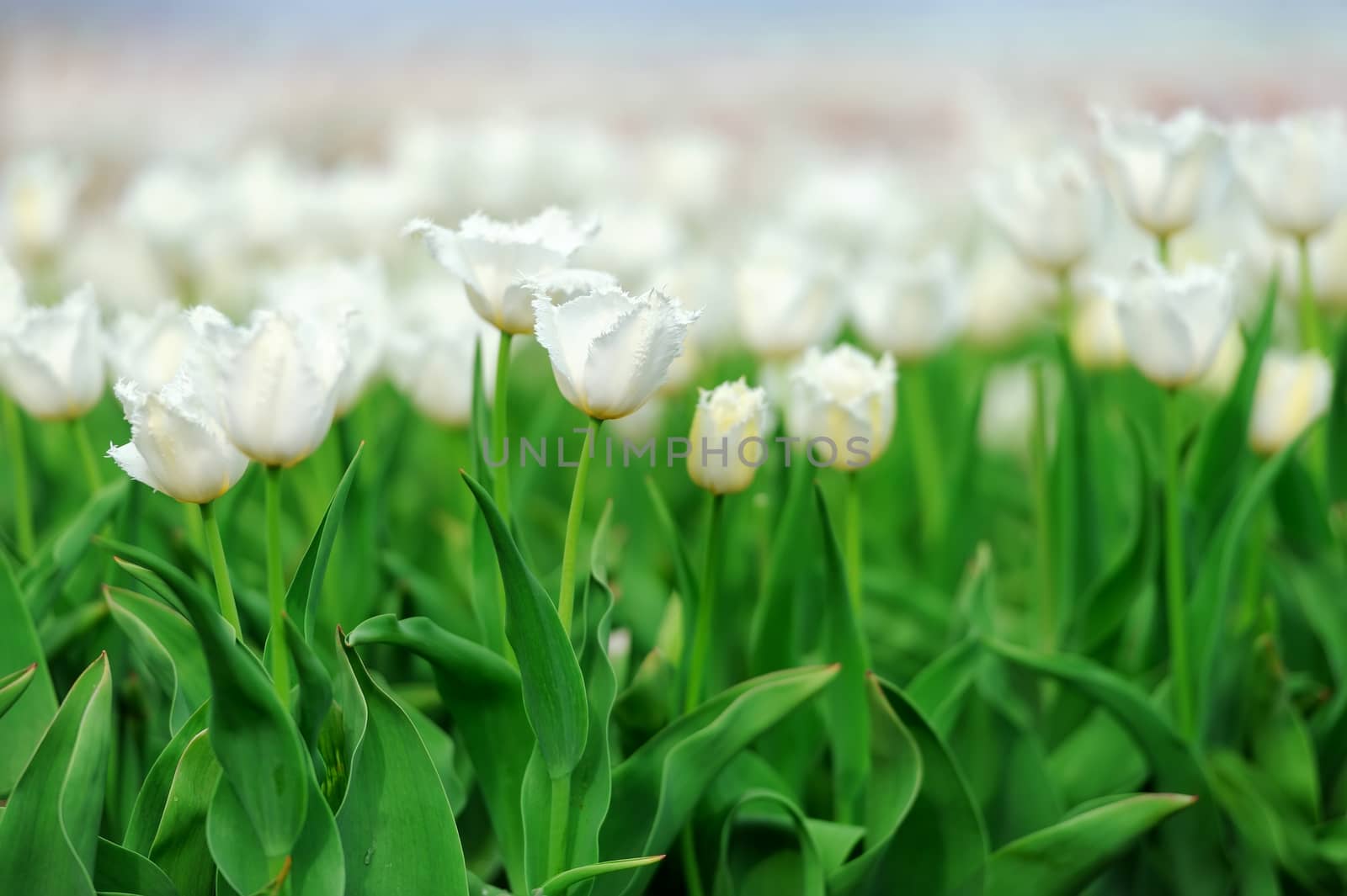 Close-up beautiful white tulips in spring field