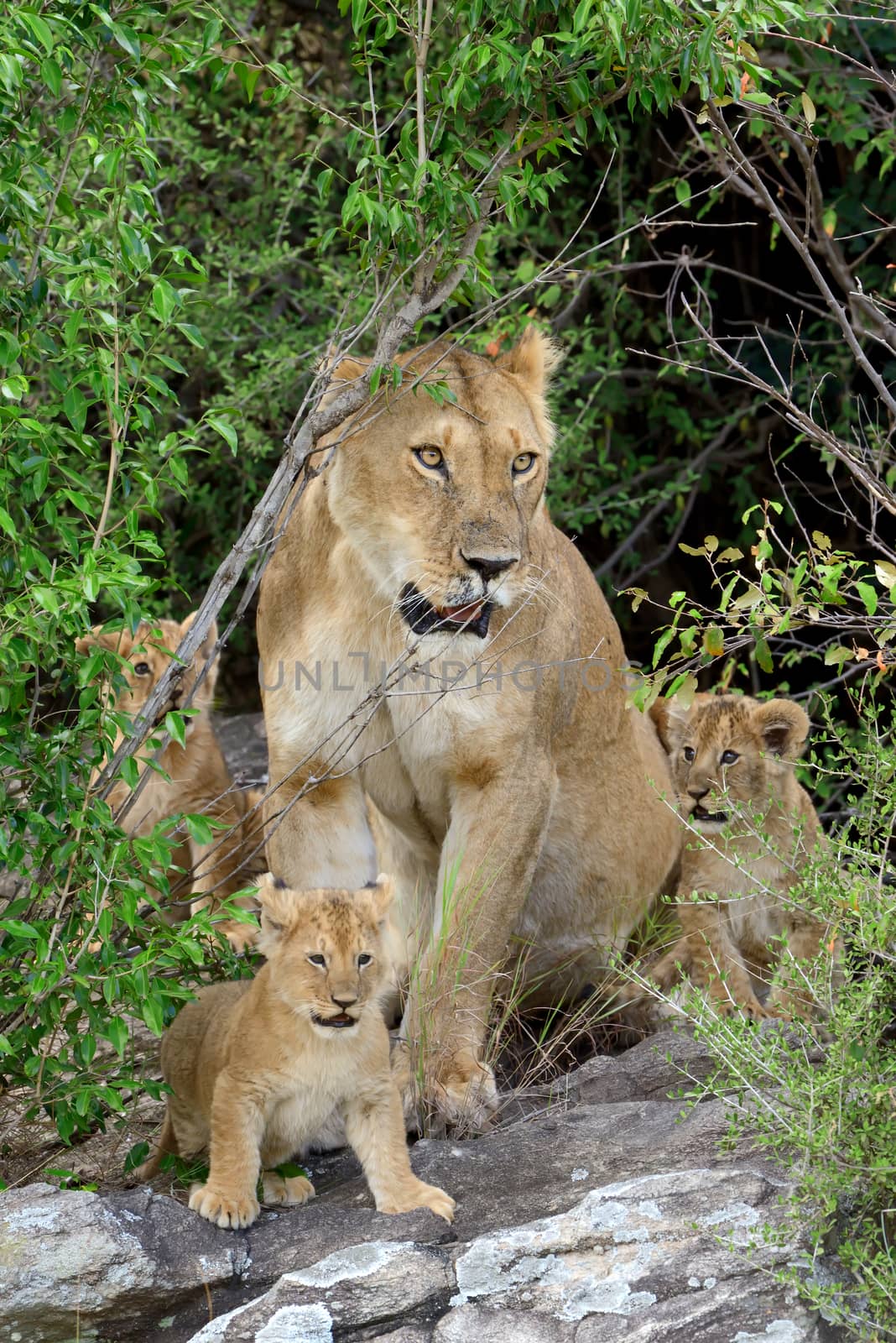 Female lion with cub in National park of Africa