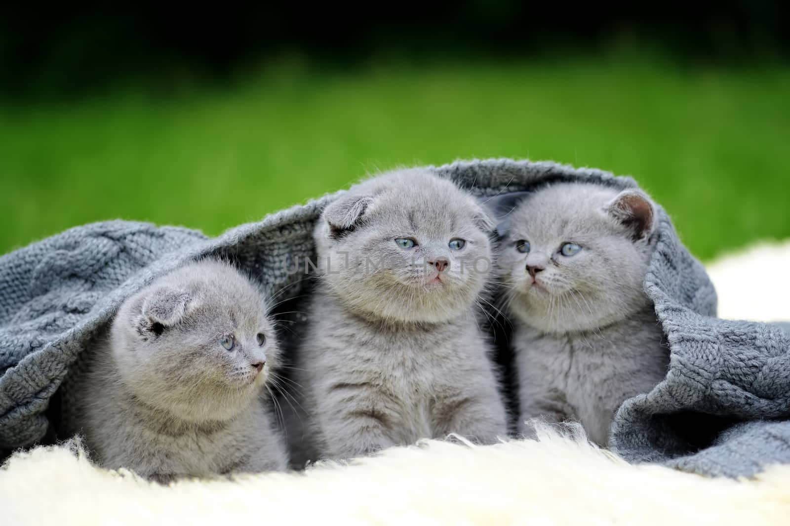 Three cute gray kitten on fur white blanket on nature