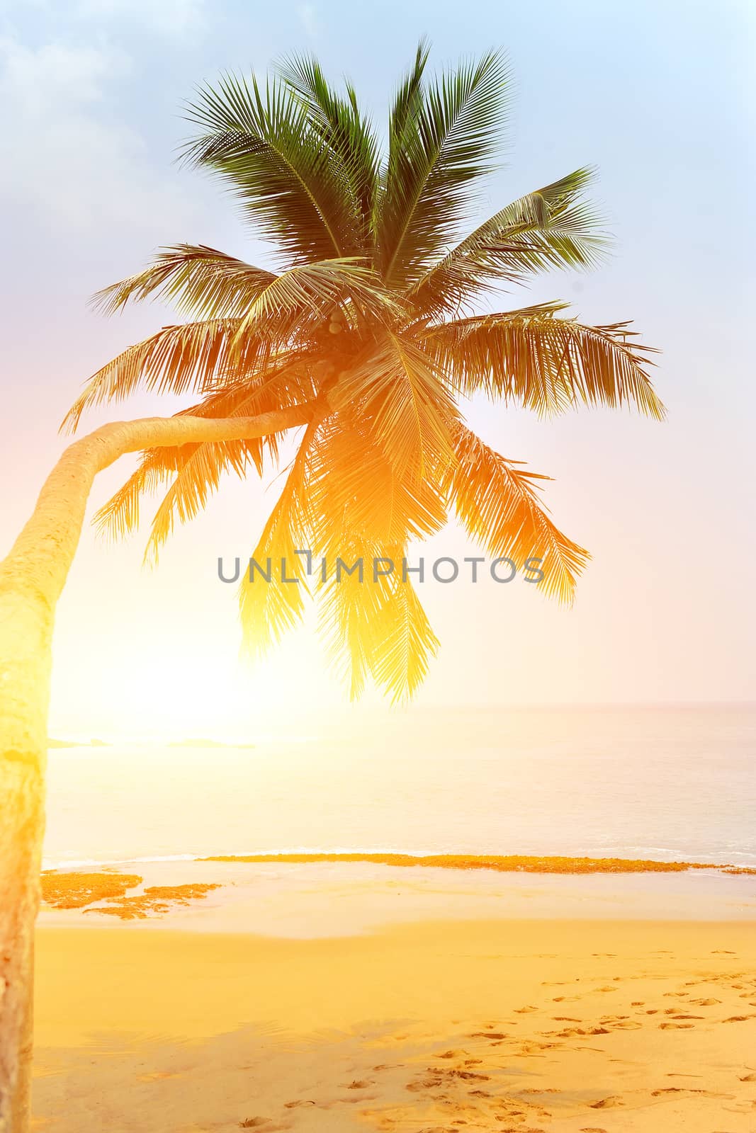 Tropical beach with palm on exotic island
