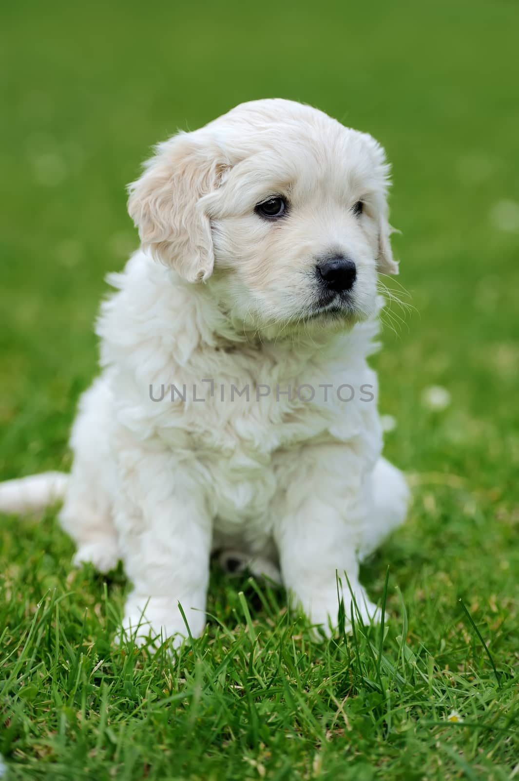 Close up adorable white baby dog in summer green grass