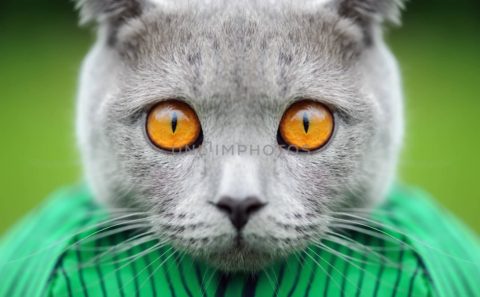 Gray cat portrait by byrdyak