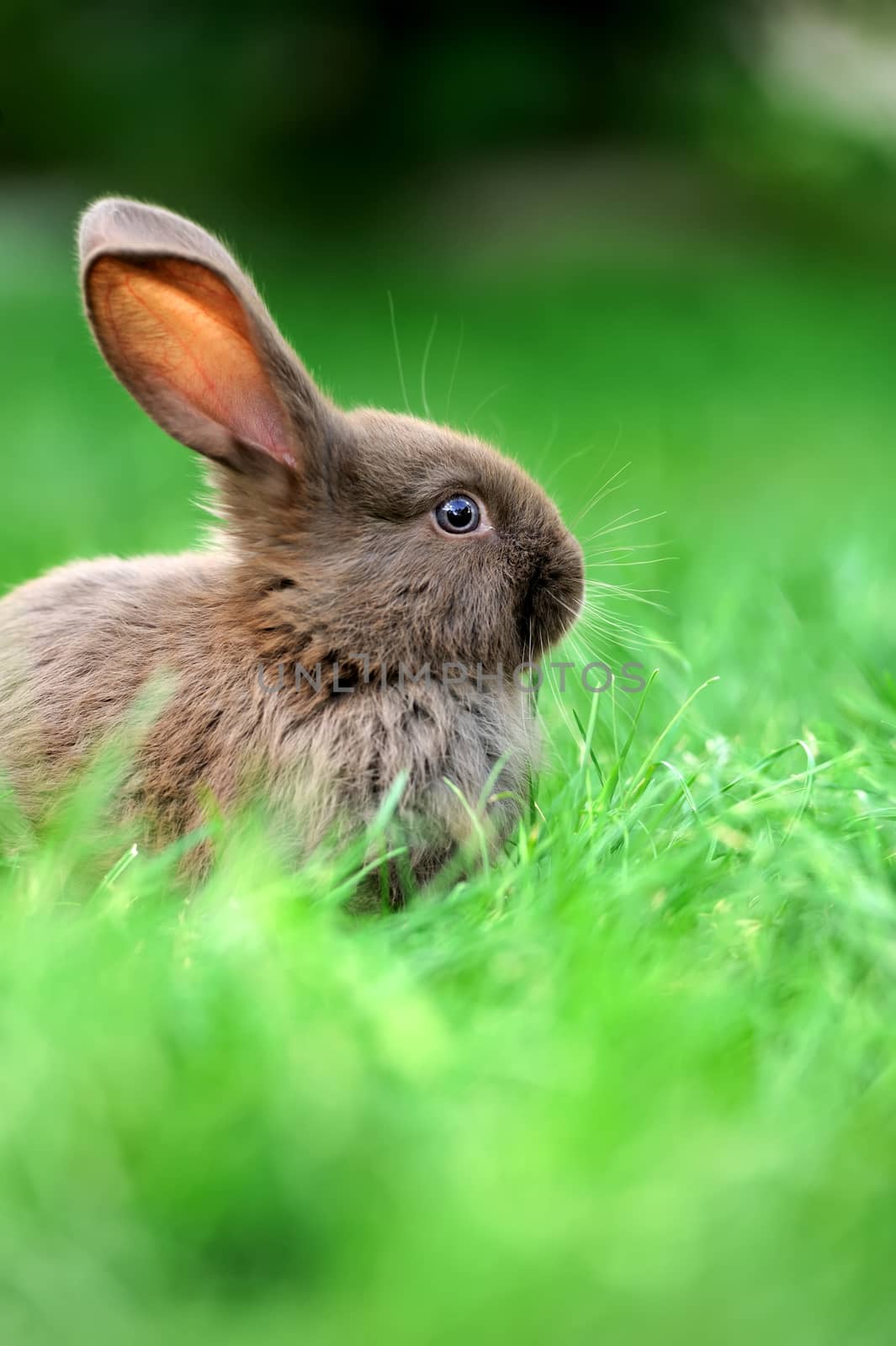 Little rabbit in grass by byrdyak
