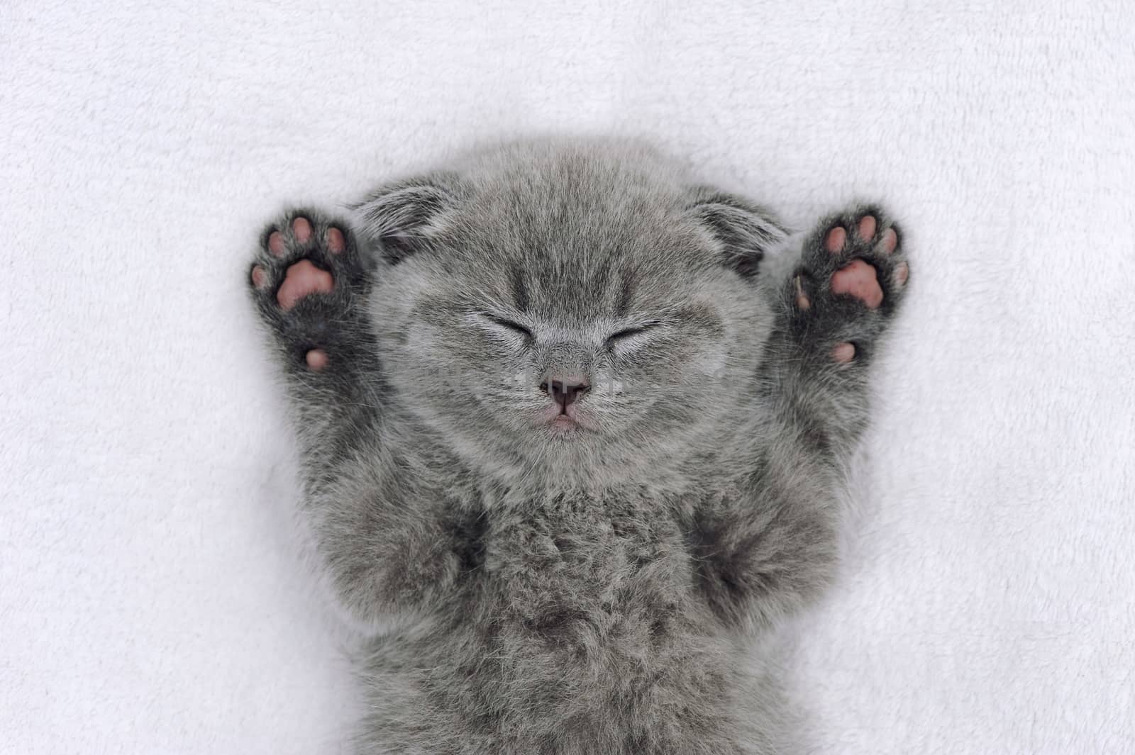 Cute little gray kitten by byrdyak