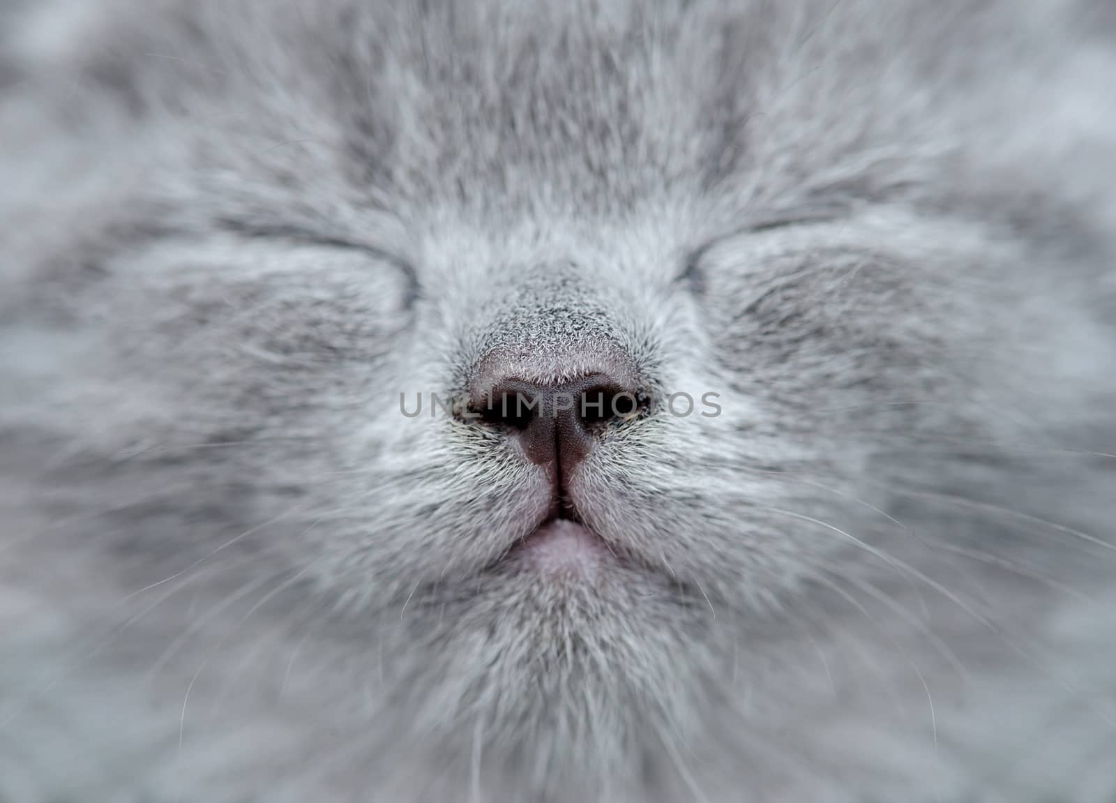 Close gray kitten nose by byrdyak