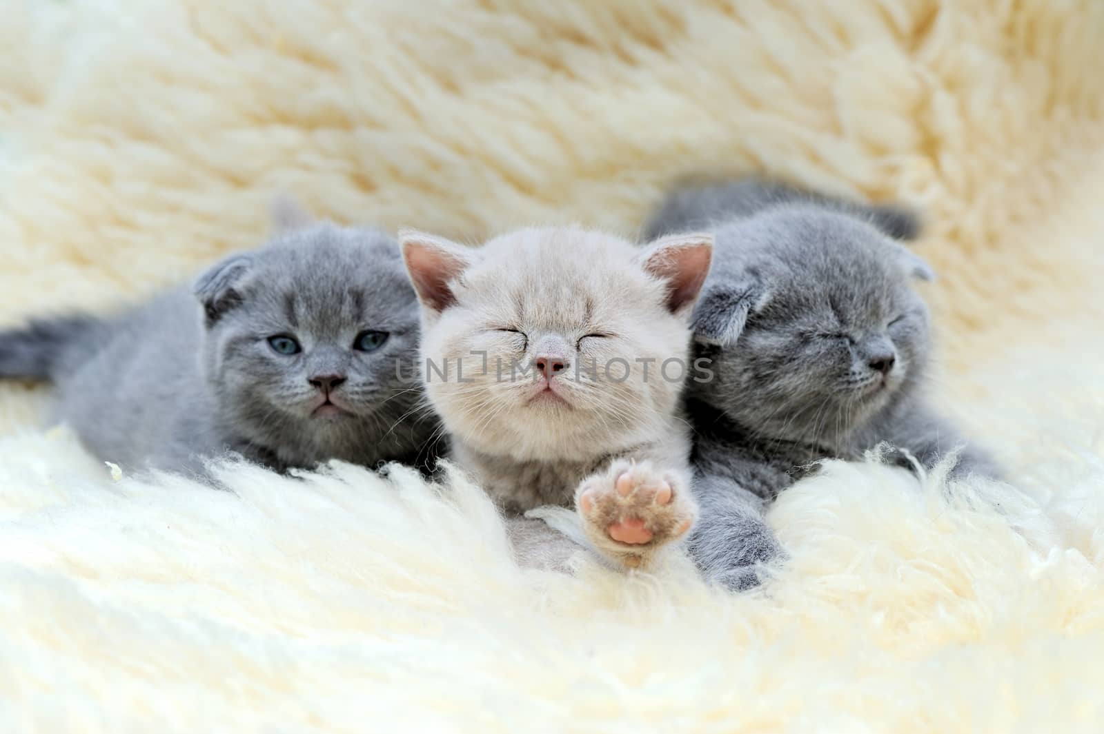 Close three funny little gray kitten on white blanket