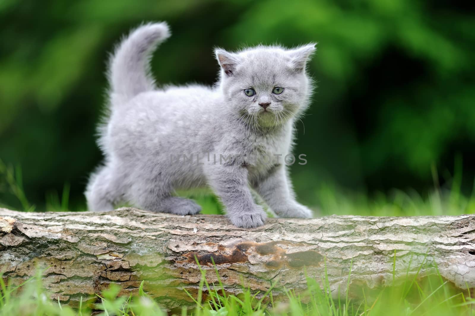 Gray kitten on a tree in the green grass