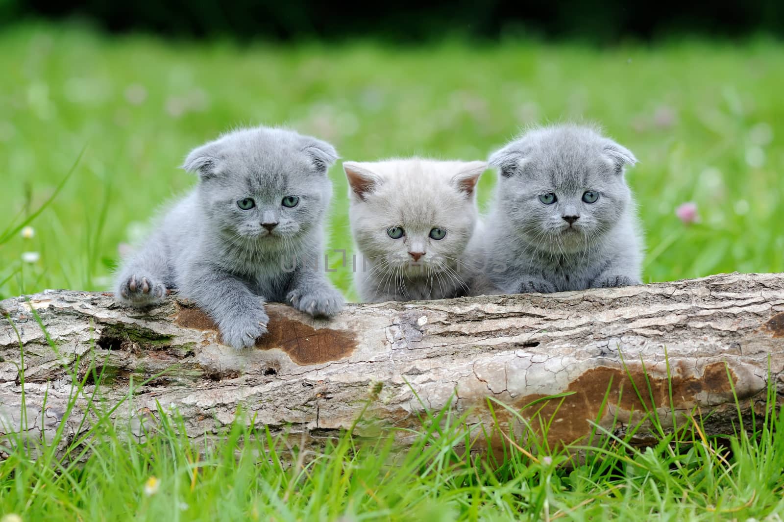 Three gray kitten in the green grass