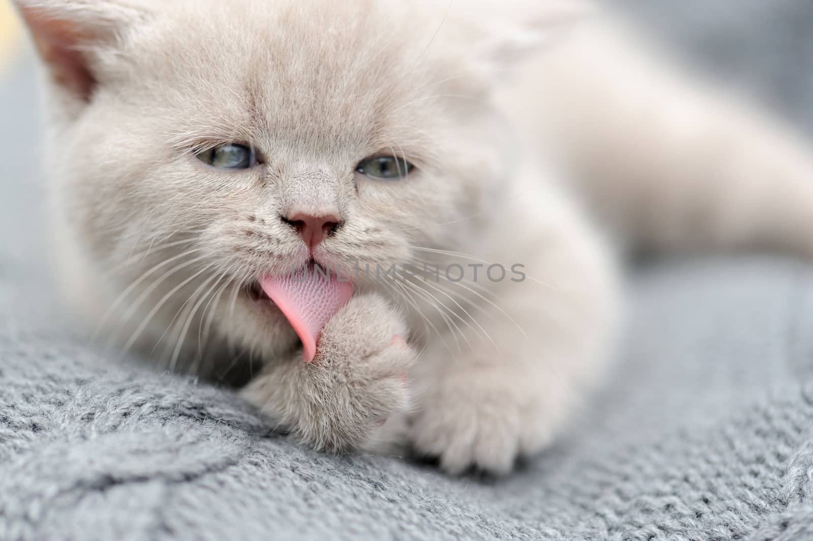 Cute gray funny baby kitten in gray cloth