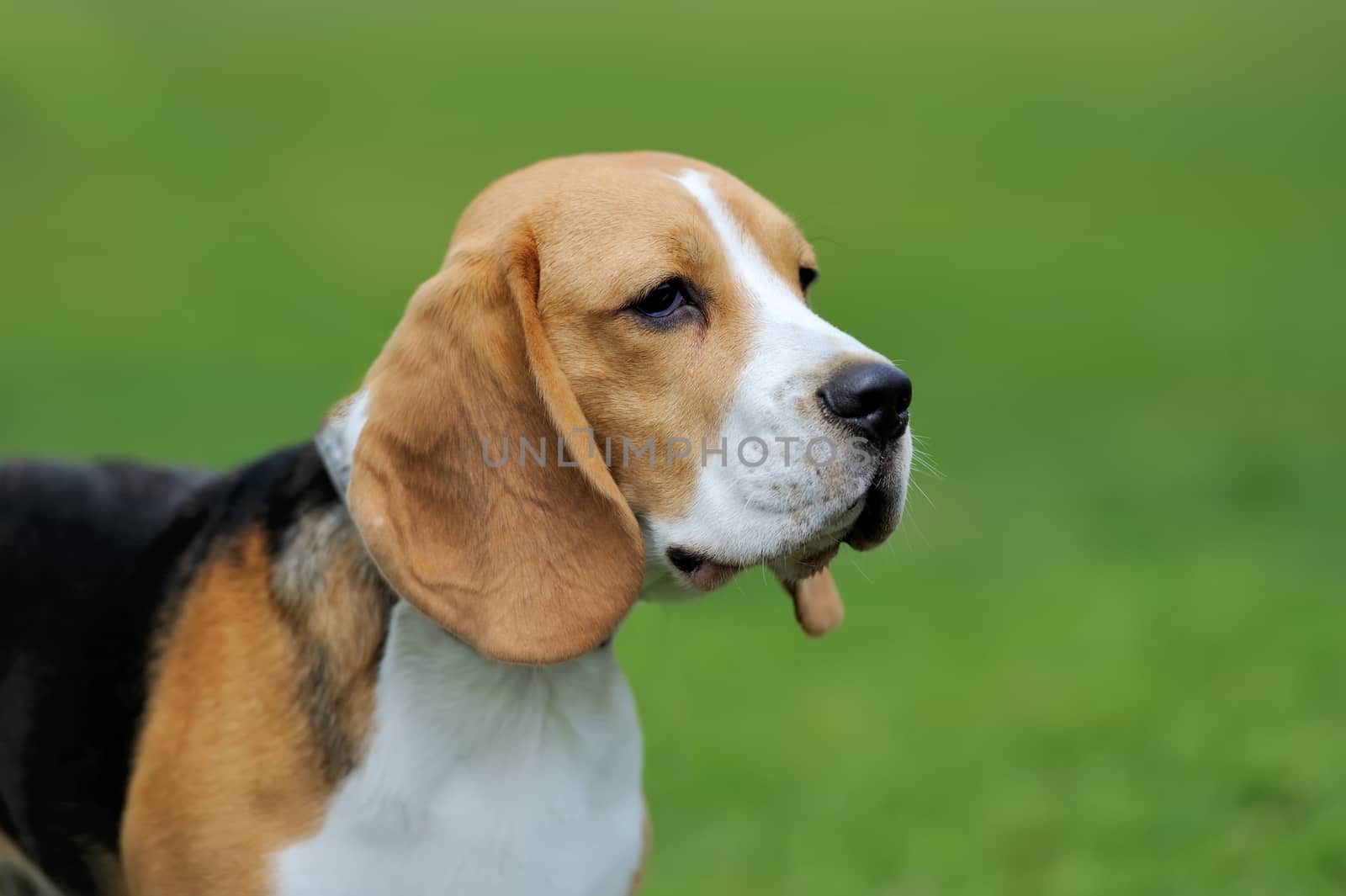 Close Beagle dog by byrdyak