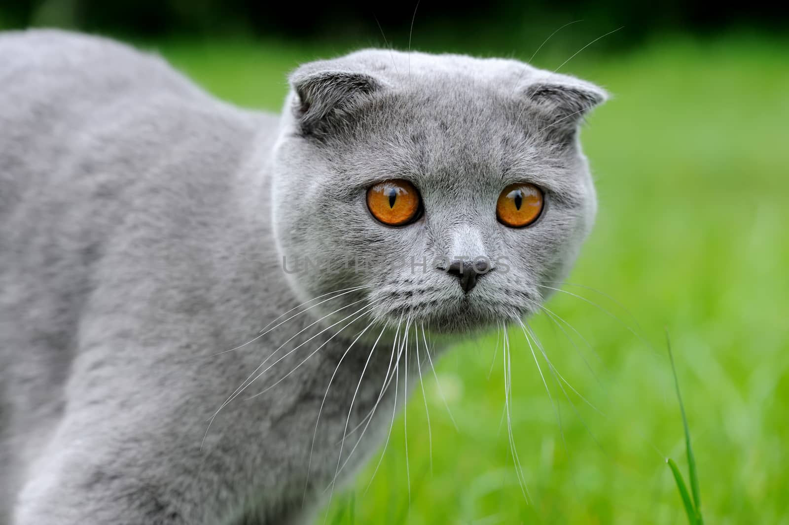 Close gray cat on nature. Portrait scottish fold 