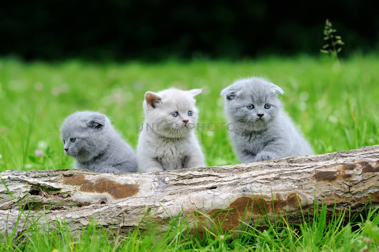 Three gray kitten on nature. Cute baby kitten on tree 