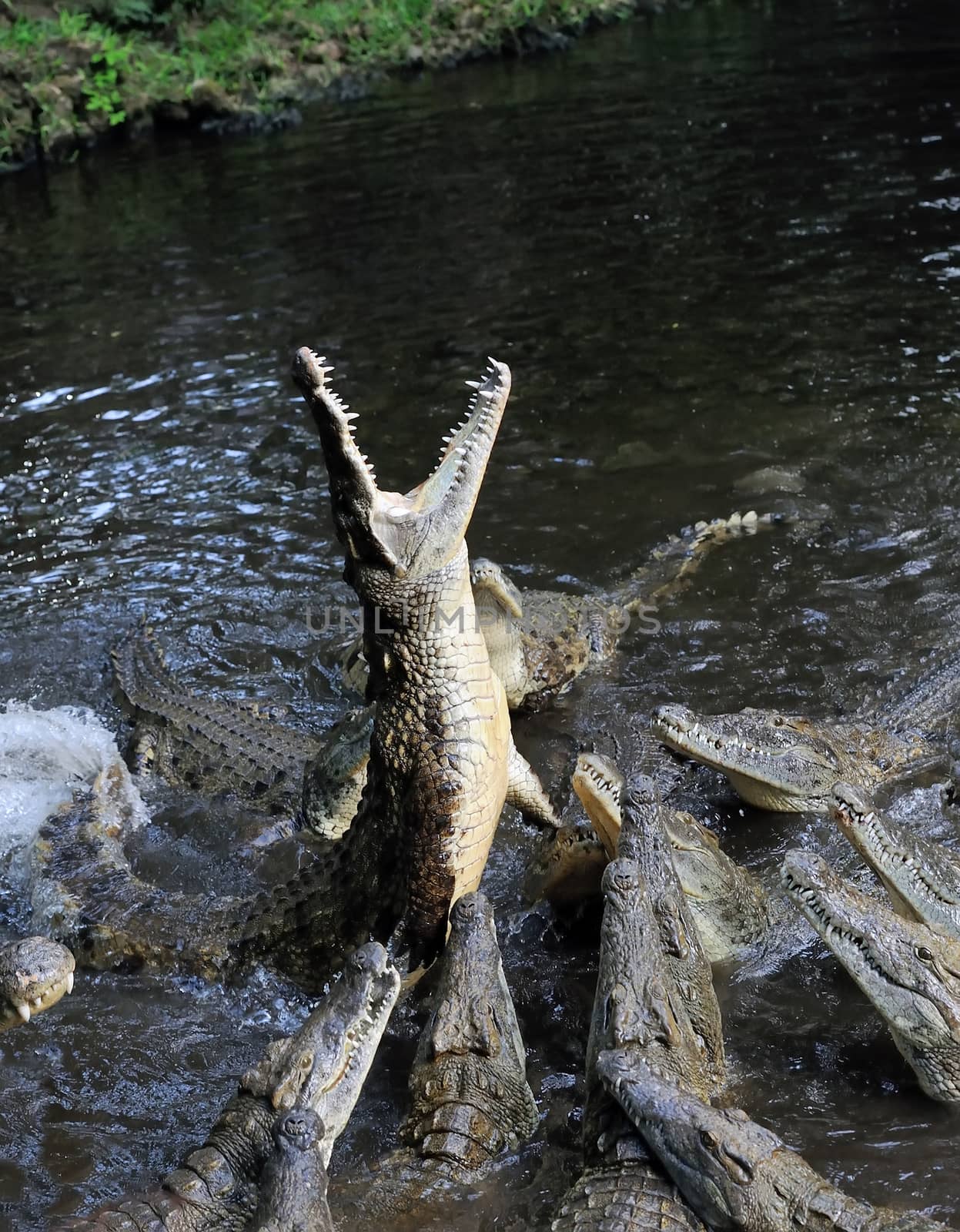 Group crocodile in river. Attack crocodile (crocodylus rhombifer)