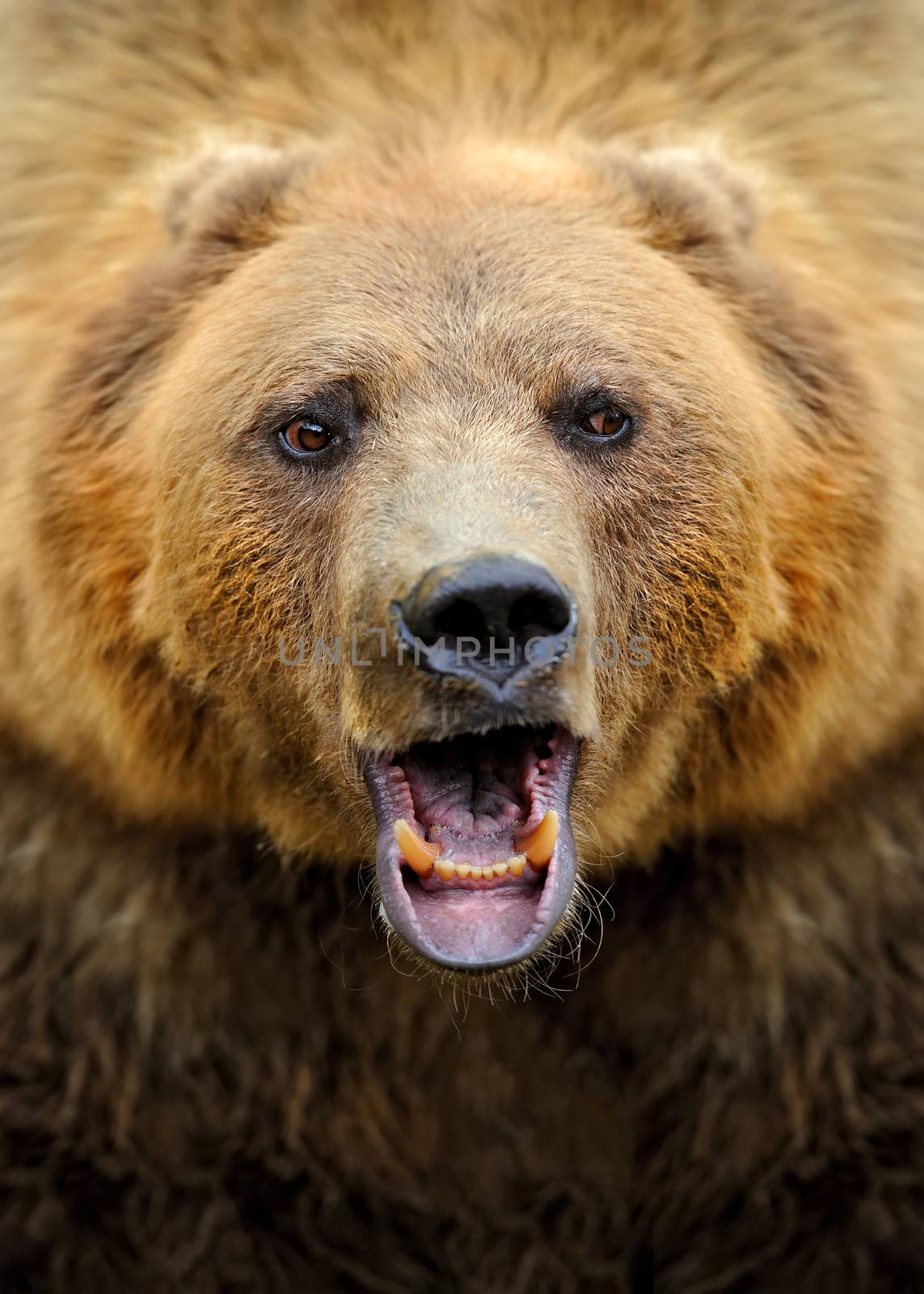 Brown bear portrait in forest by byrdyak