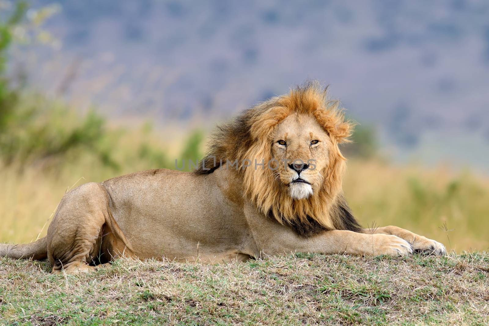 African lion in the Park South Africa by byrdyak