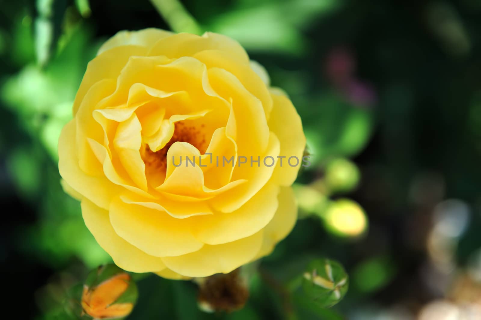 Yellow roses in the garden by byrdyak