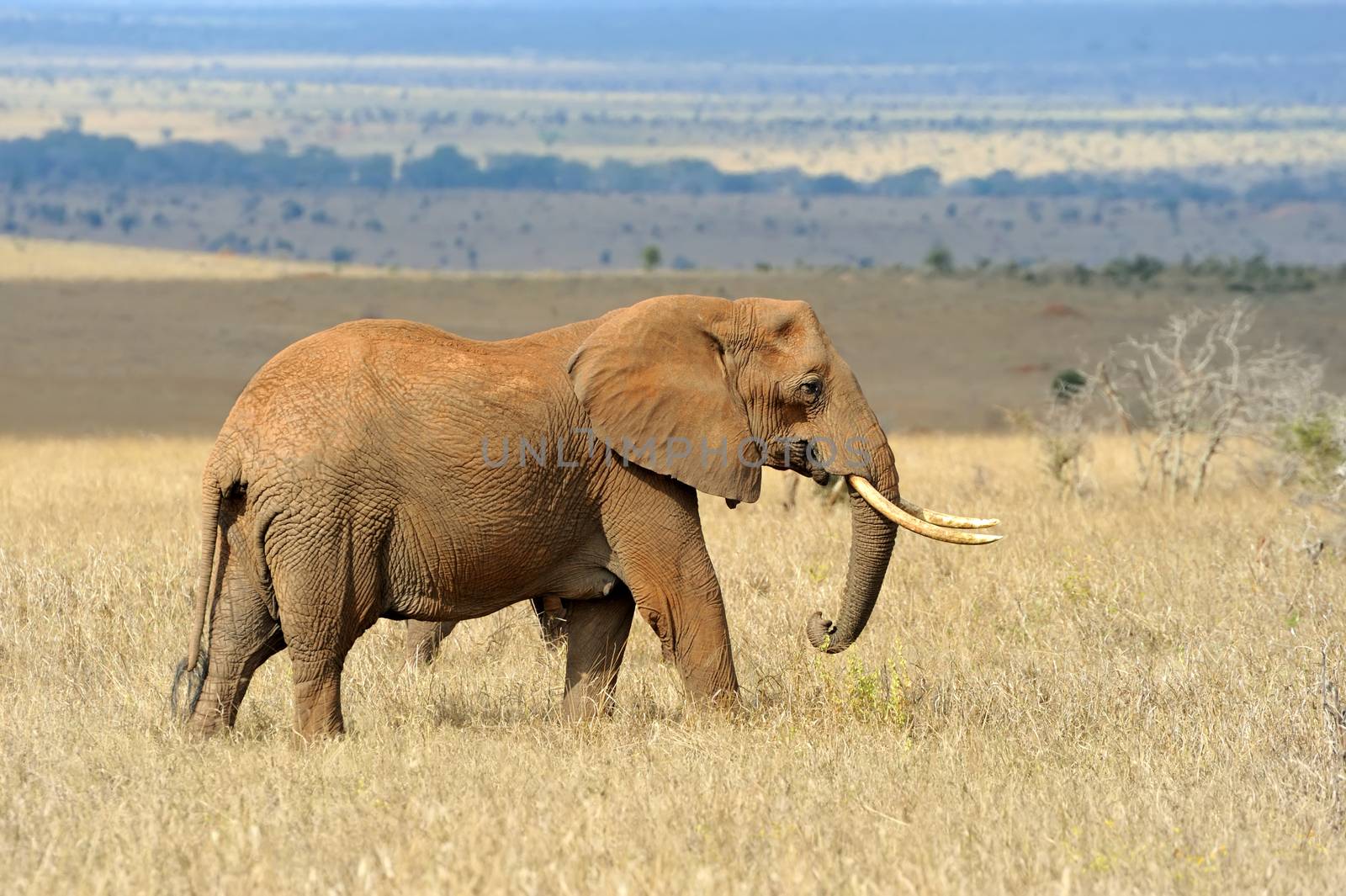 Elephant on savannah in Africa by byrdyak