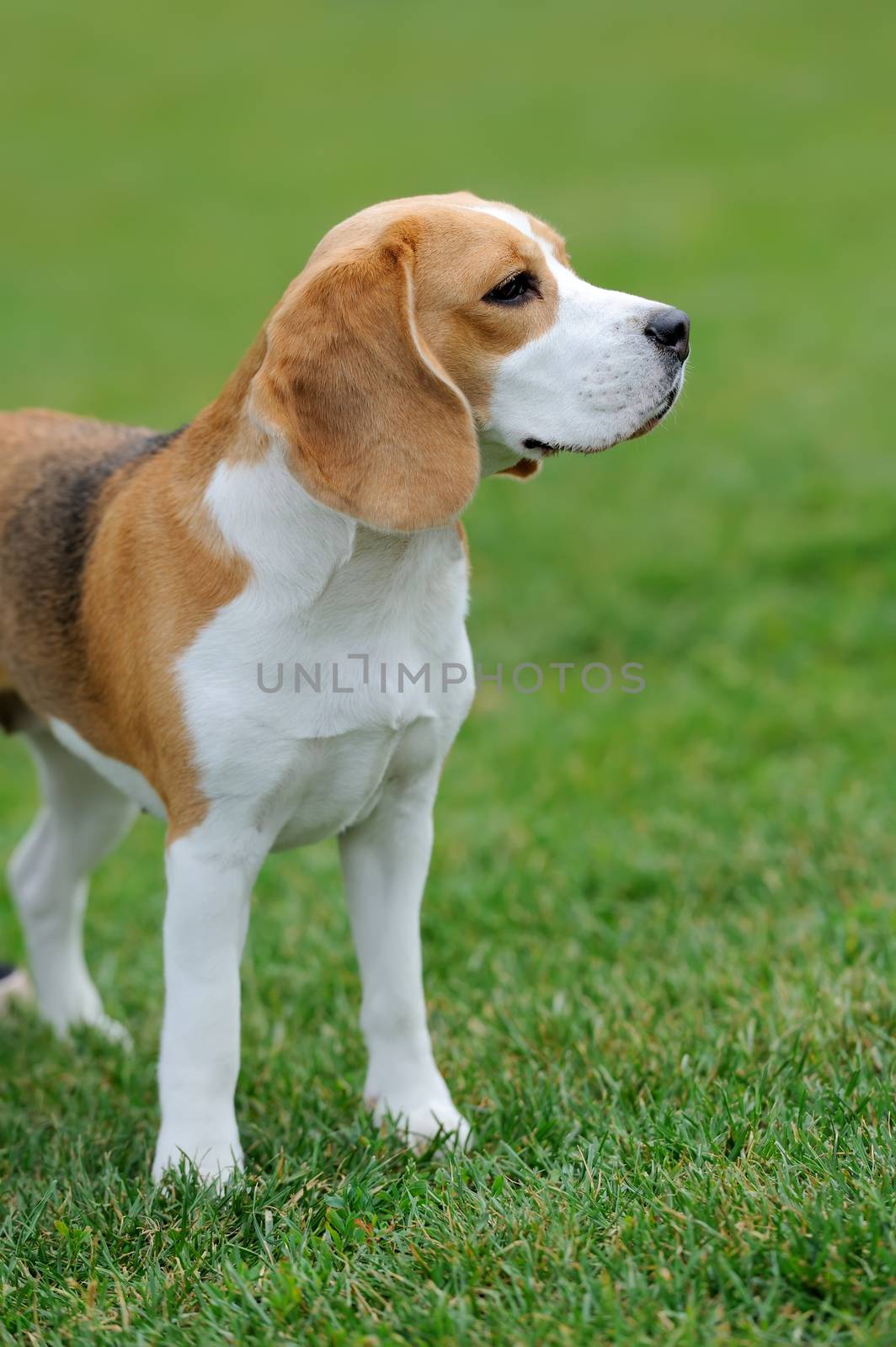 Close funny Beagle dog in green summer grass