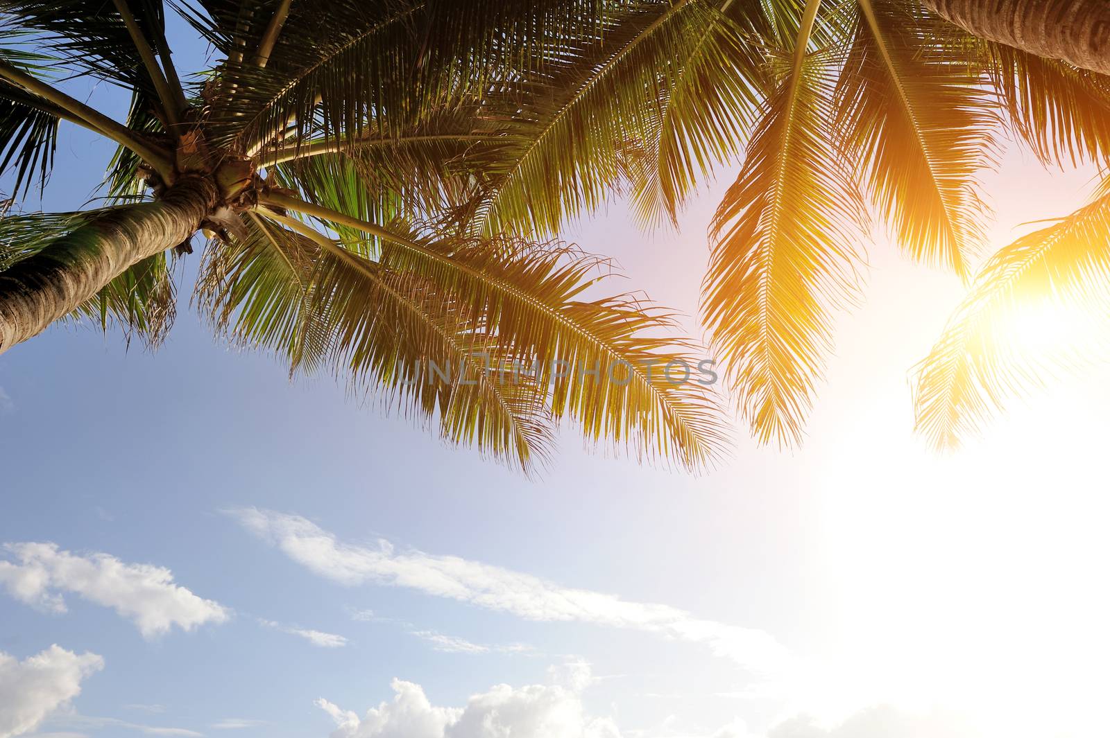 Beautiful green palm tree on blue sky background