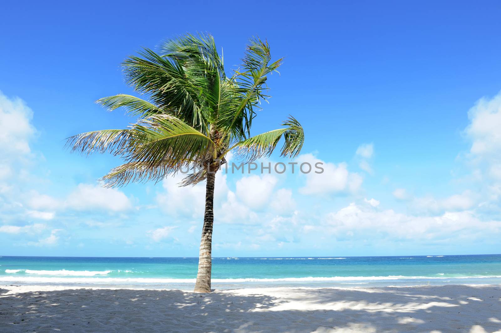 Beautiful nobody palm trees on the beach with white sand
