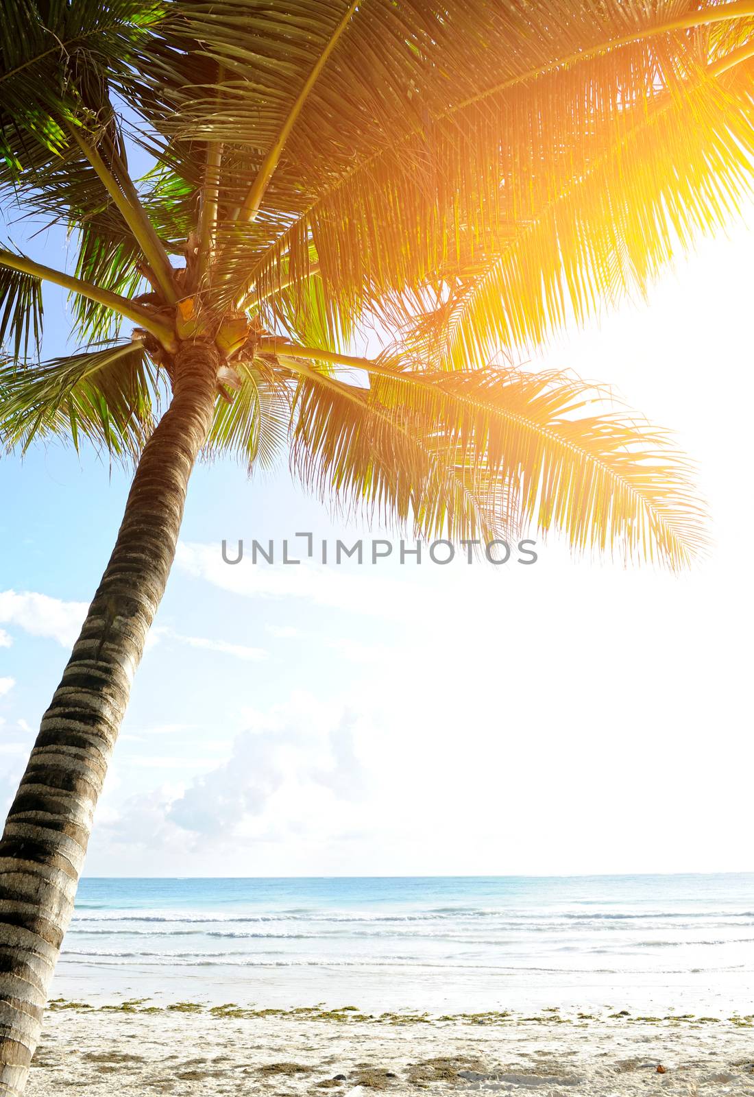 Beautiful palm trees at the beach on sunset