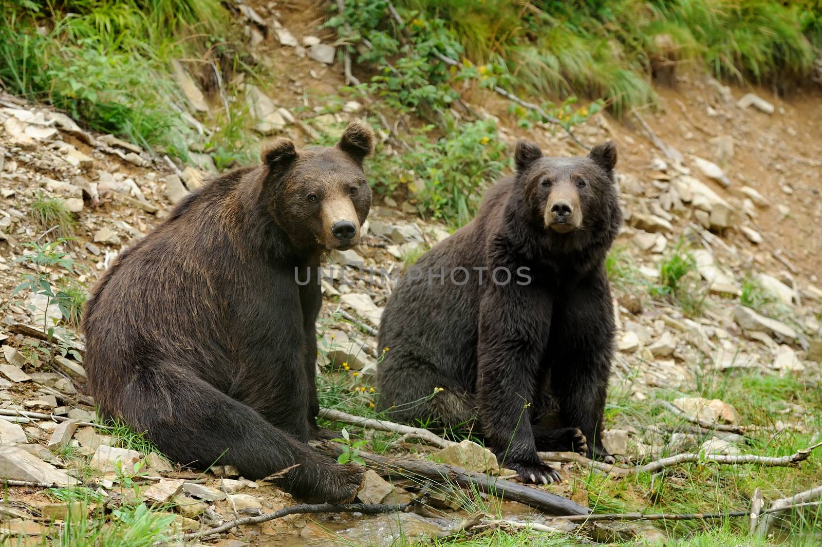 Brown bear (Ursus arctos) in nature by byrdyak