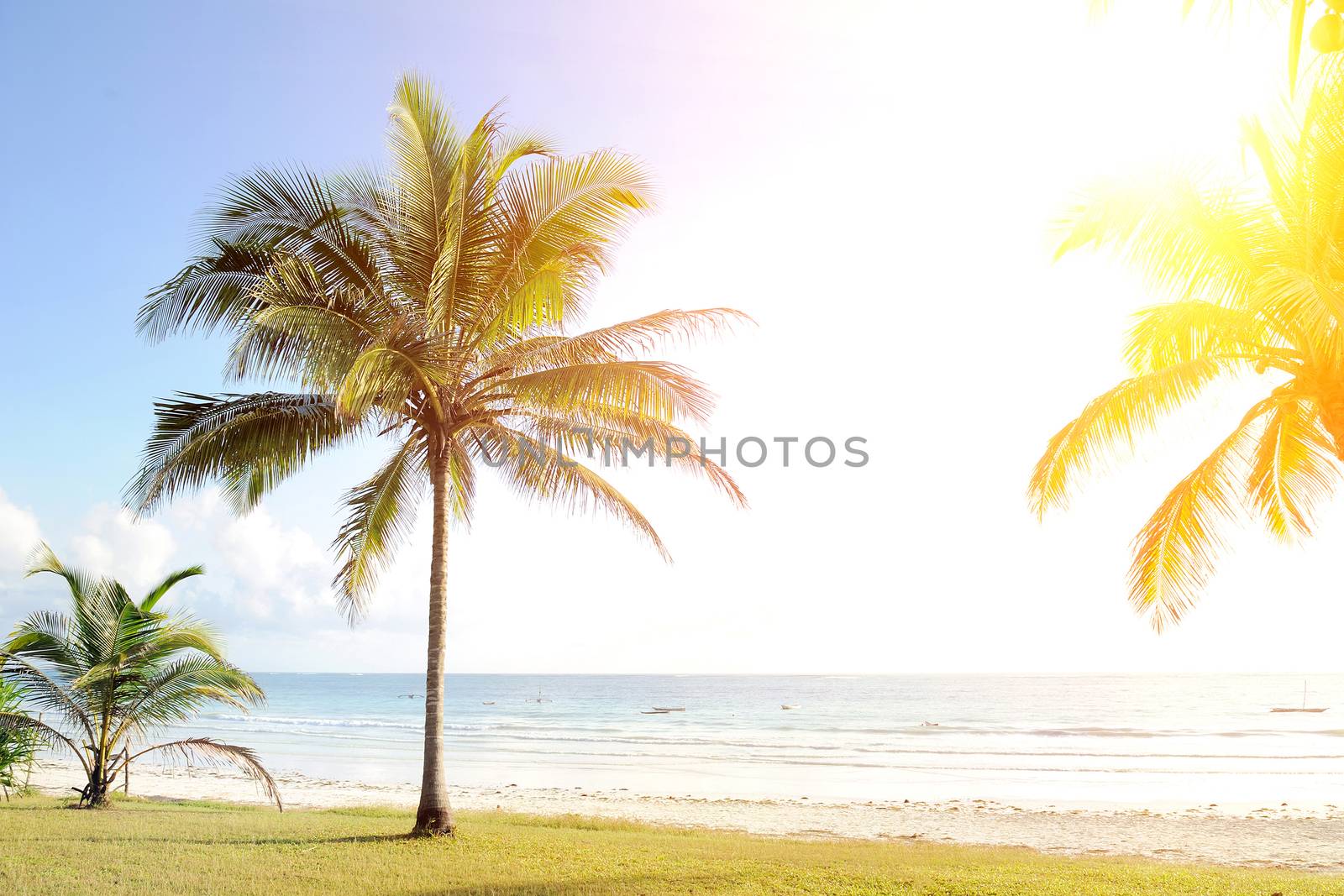Tropical beach with coconut palm and turquoise waters