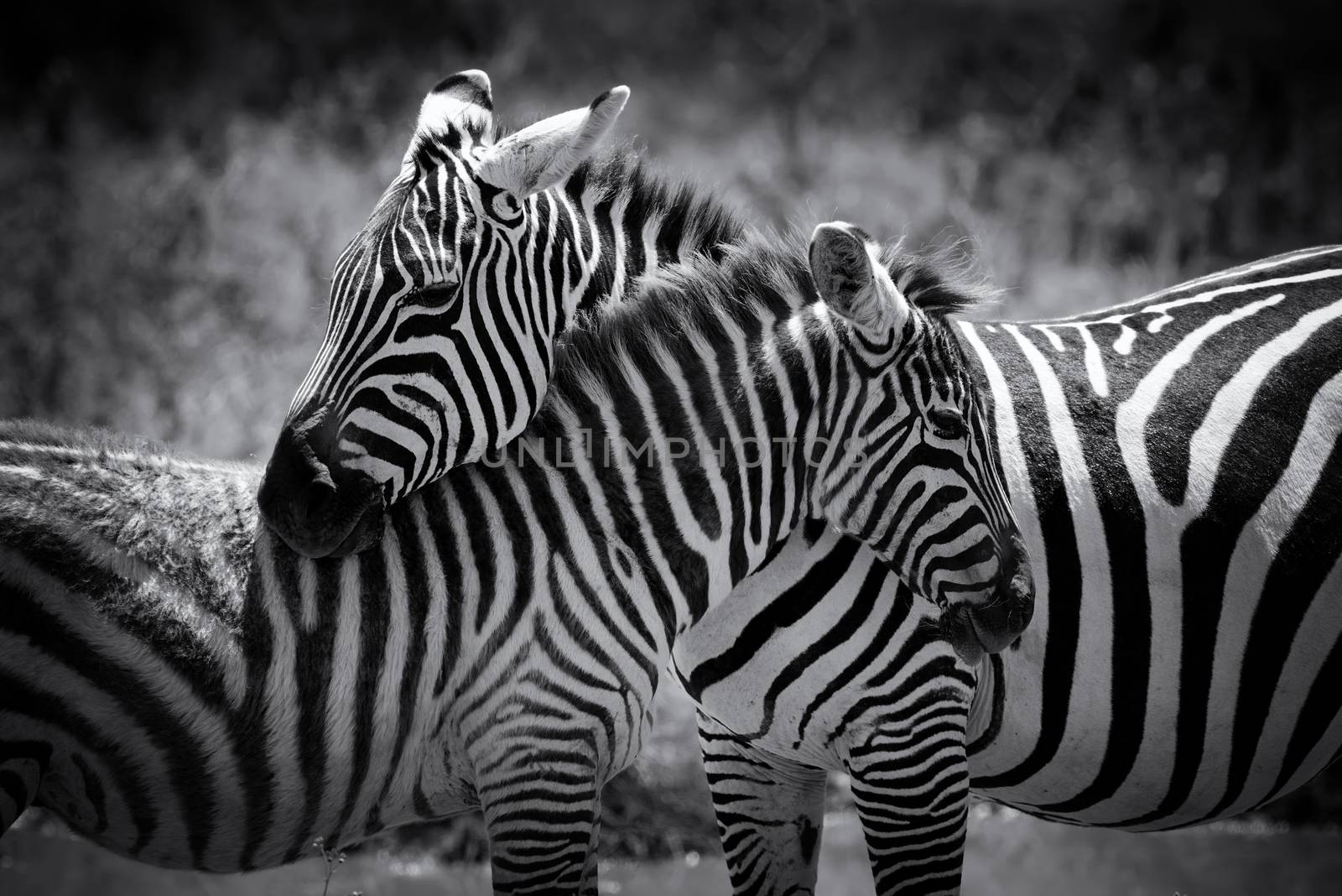 Zebra on grassland in National park of Africa
