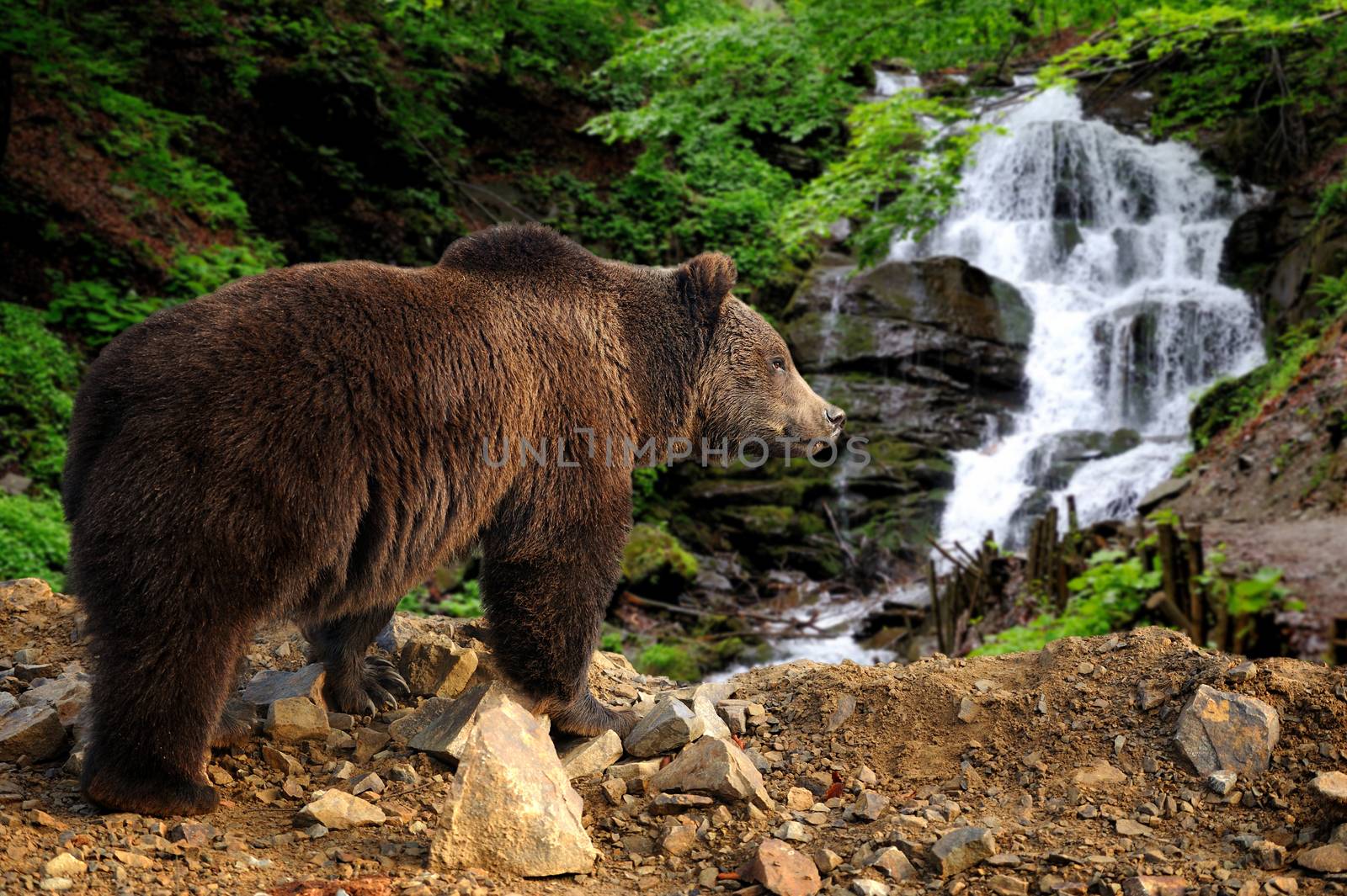 Big brown bear standing on a rock near a waterfall in the forest