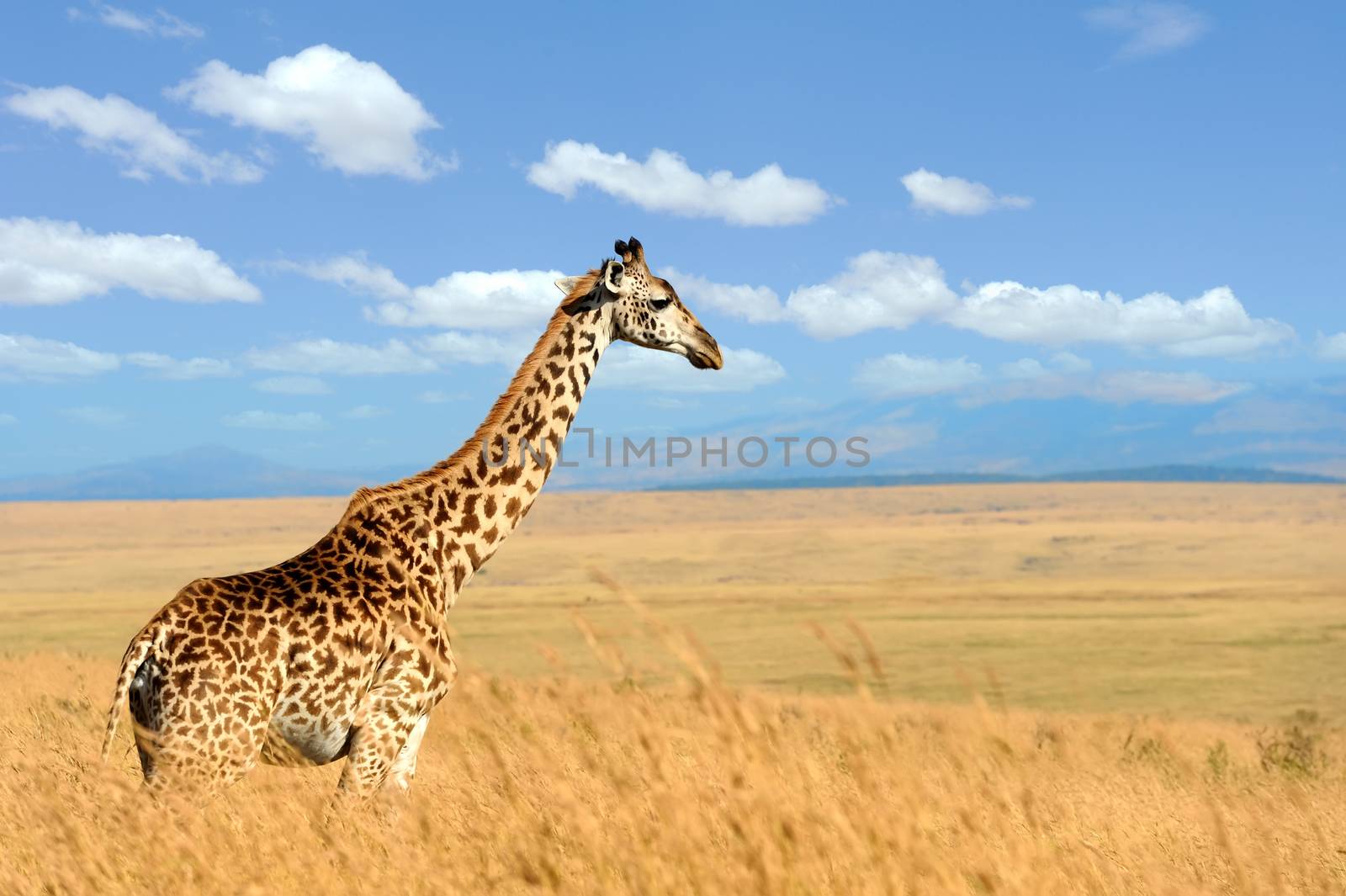 Giraffe on savannah in Africa by byrdyak