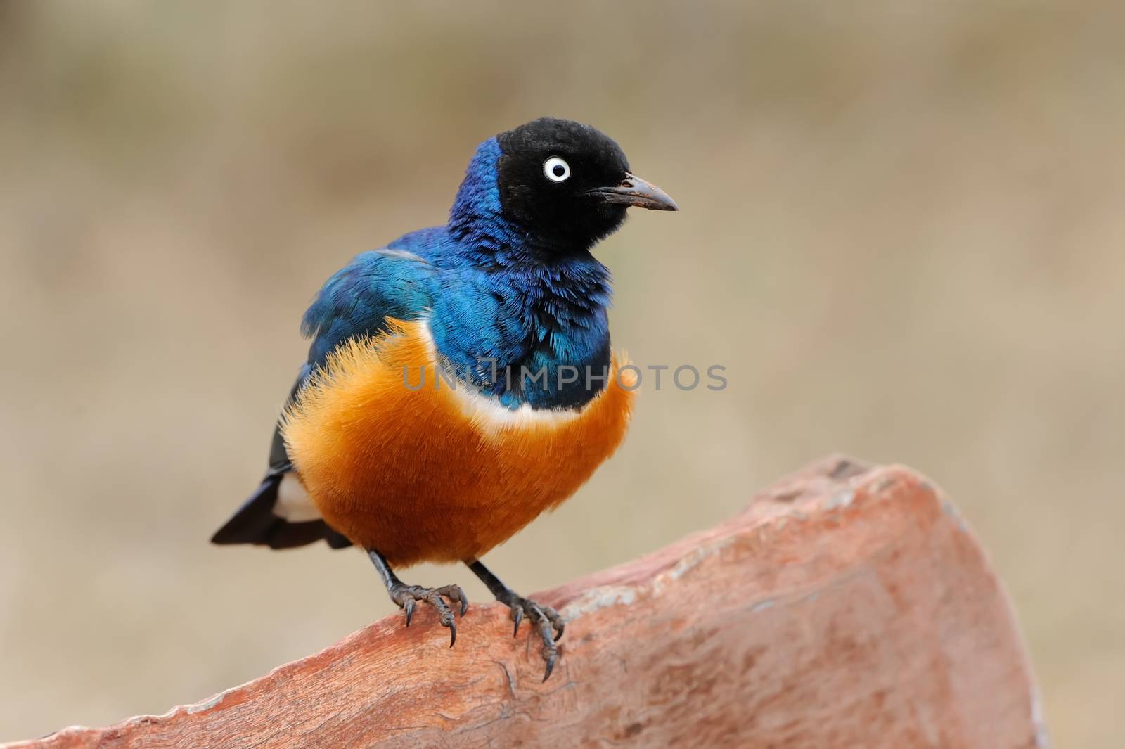 Colourful bird Superb Starling sits on a branch