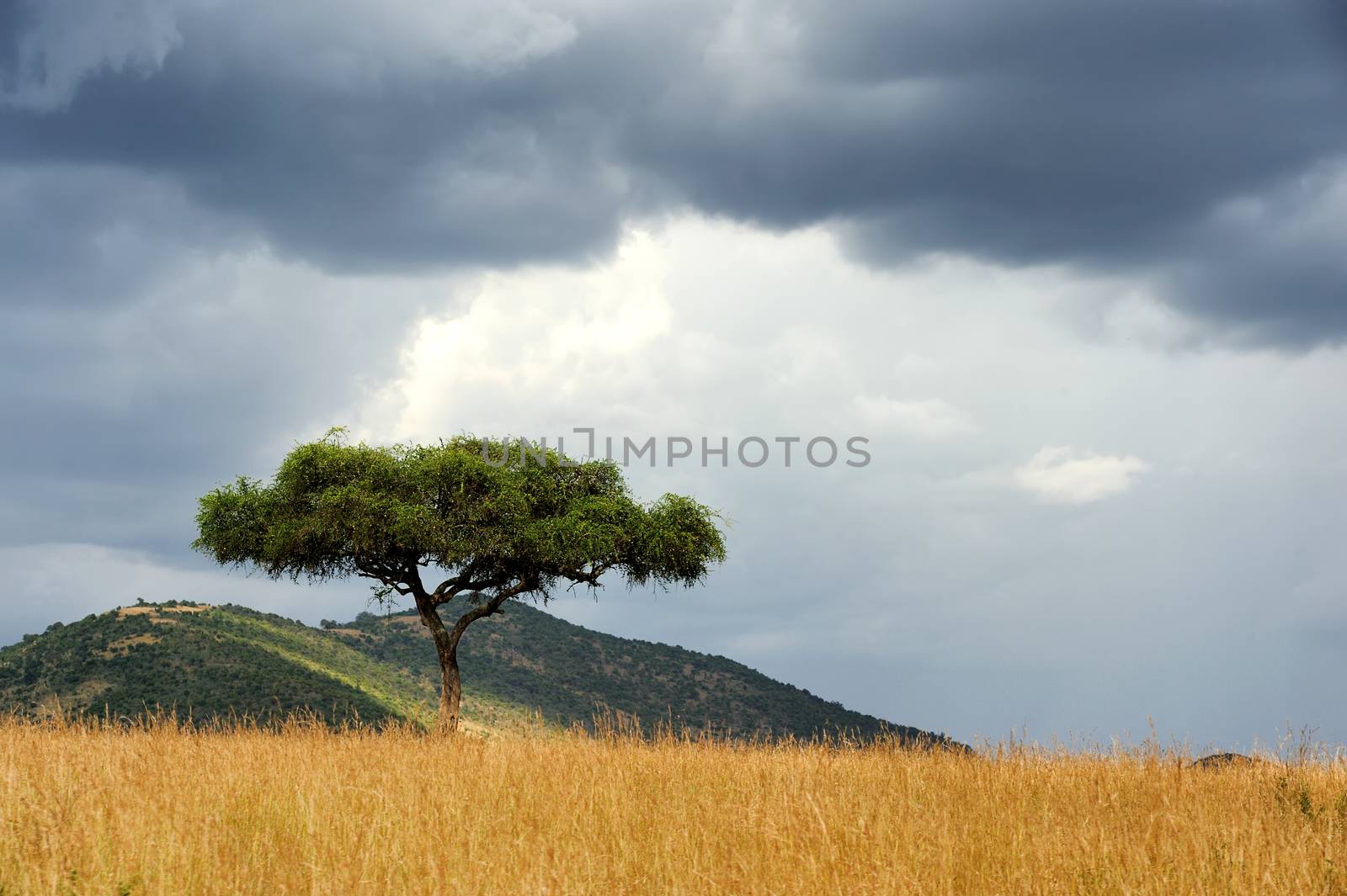 Landscape with tree in Africa by byrdyak