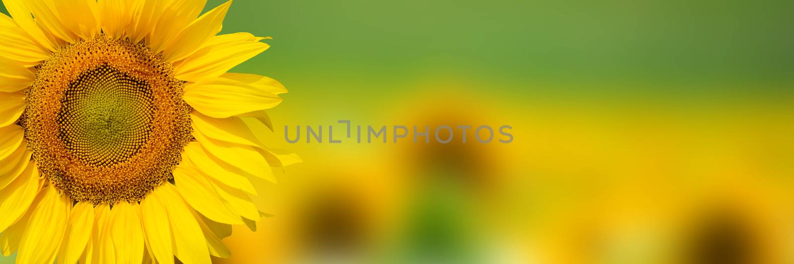 Yellow fresh sunflower background
