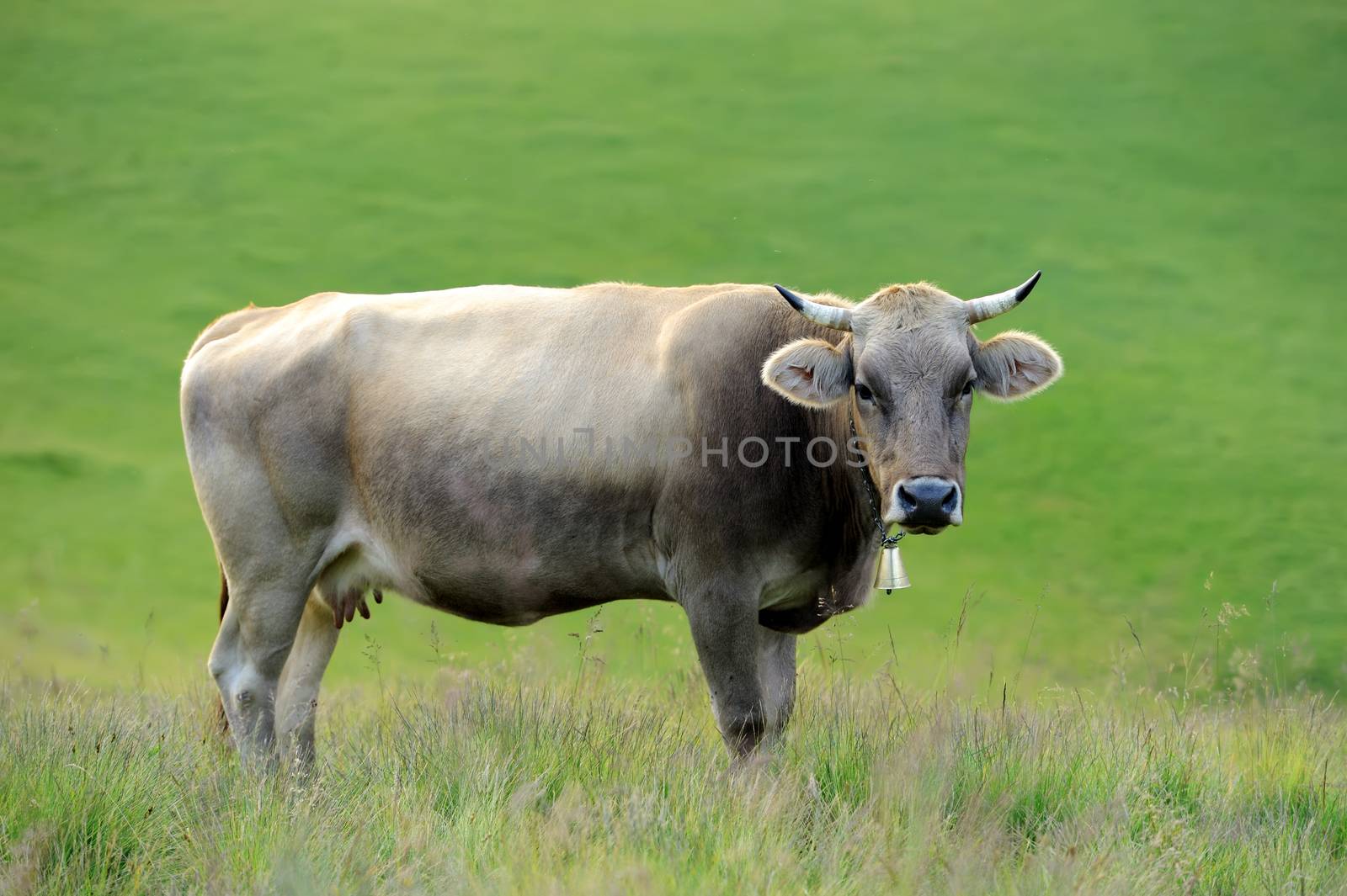 Brown cow on mountain pasture. Summer day