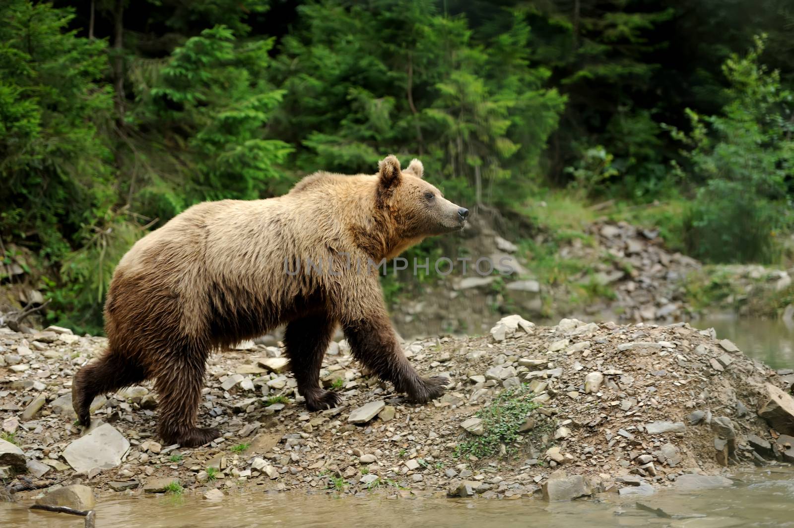 Big brown bear (Ursus arctos) in the environment
