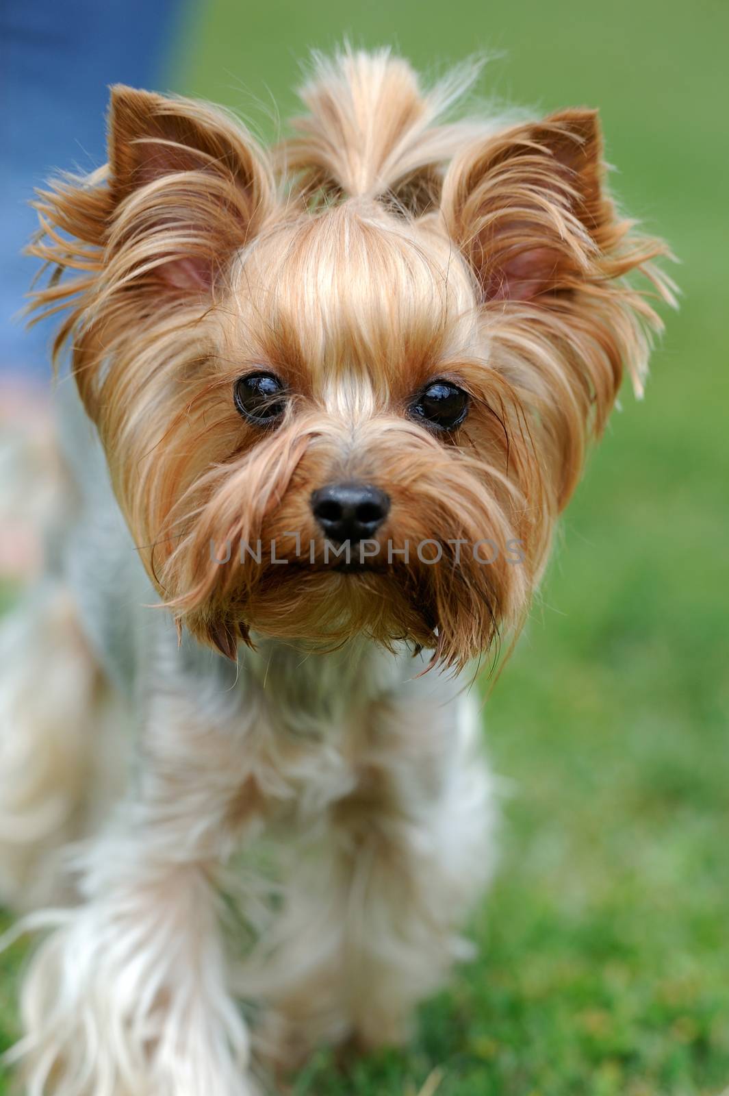 Close Yorkshire Terrier dog in green summer grass