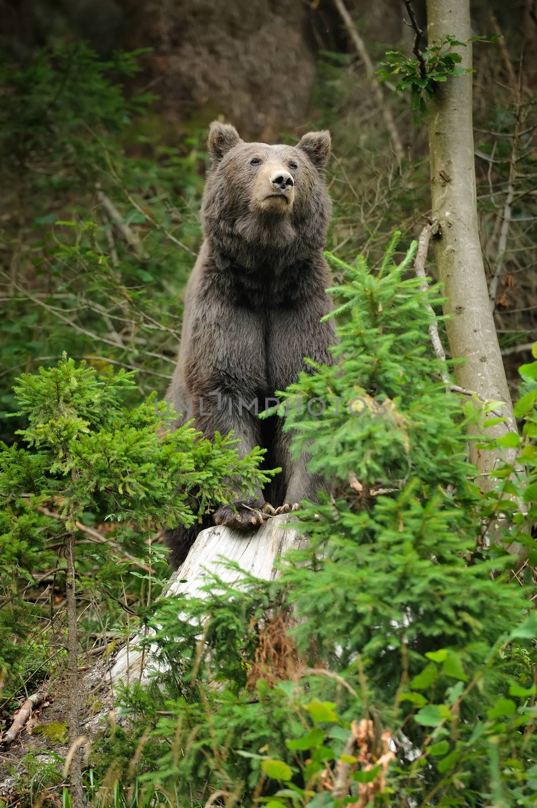 Brown bear (Ursus arctos) in nature by byrdyak