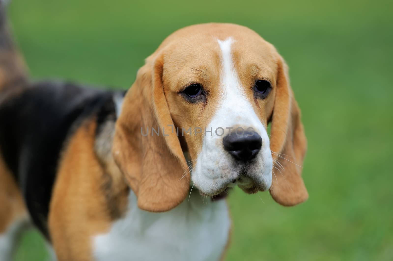 Close funny Beagle dog in green summer grass