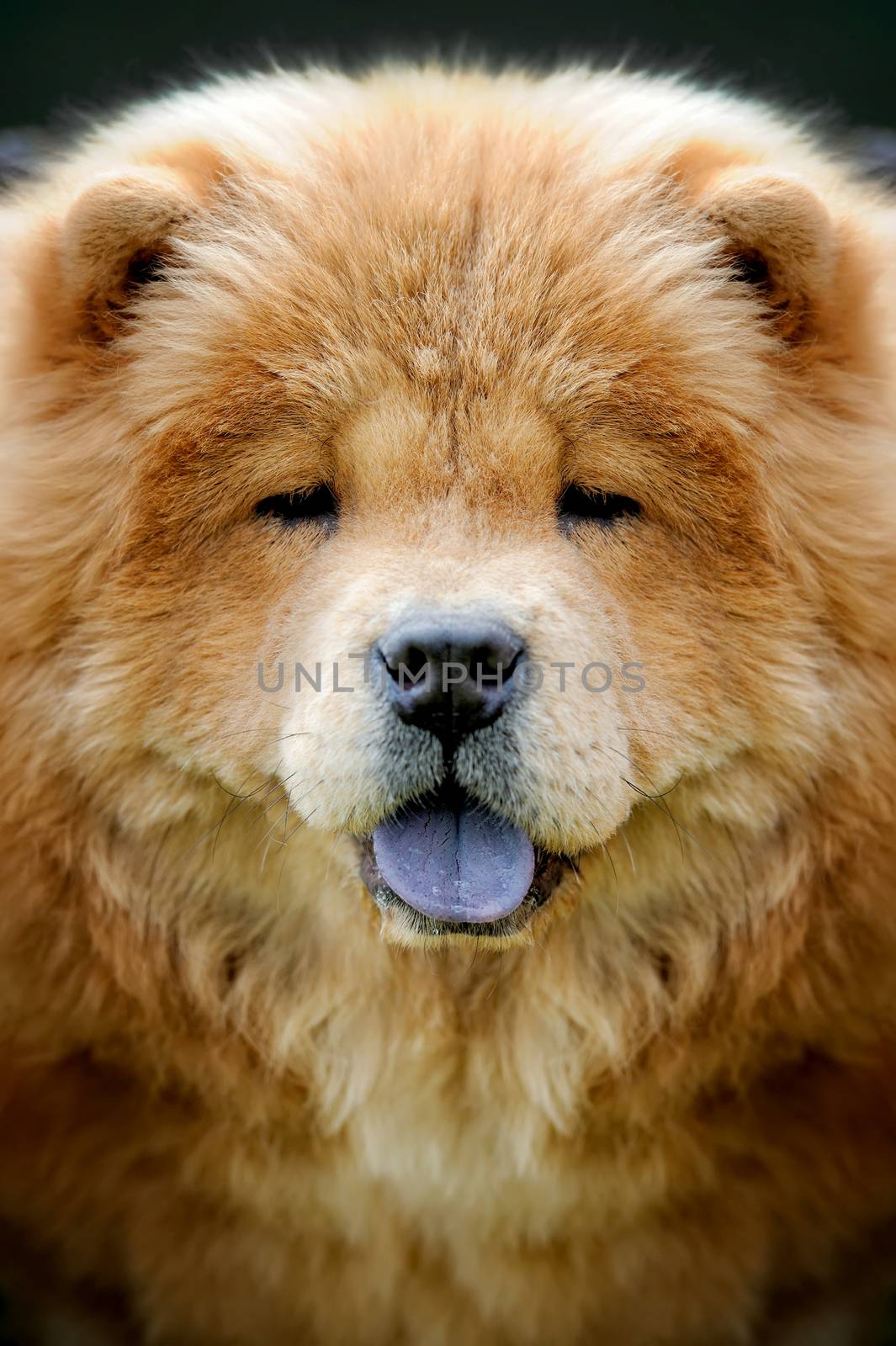 Close up portrait happy brown Chow Chow dog