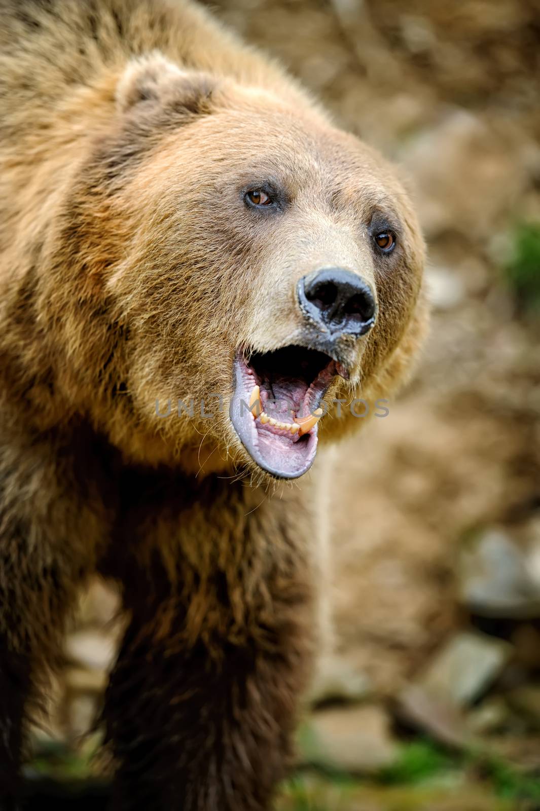 Brown bear portrait in forest by byrdyak