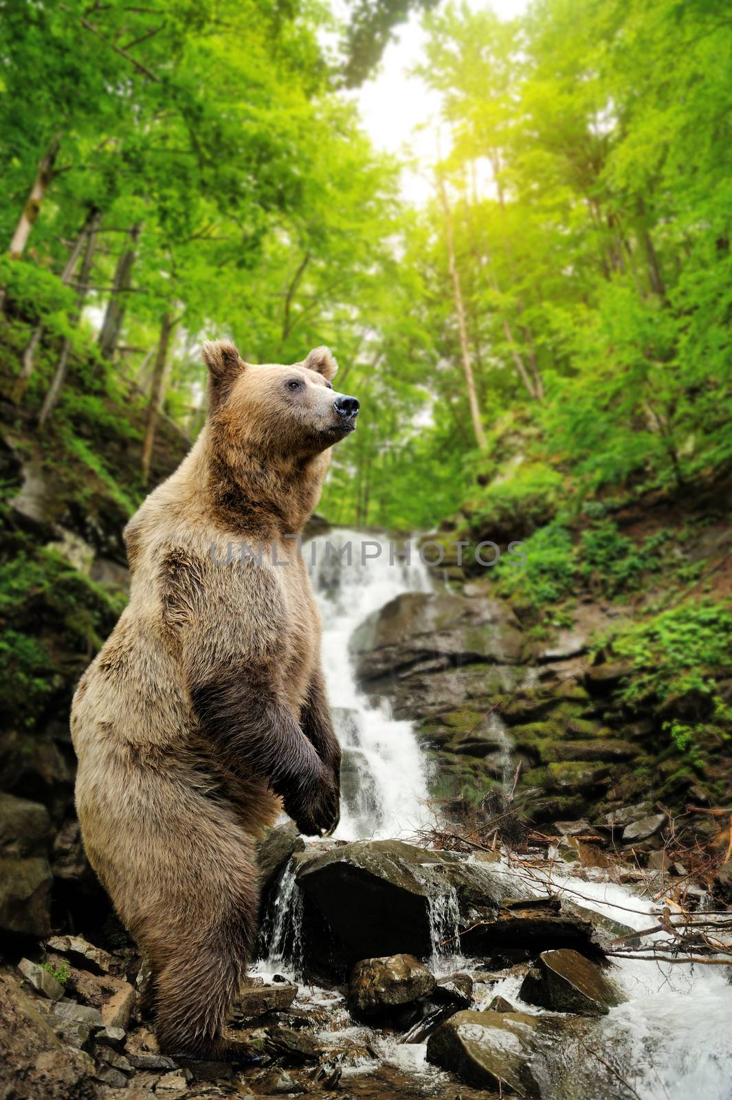 Big brown bear standing on a rock near a waterfall by byrdyak